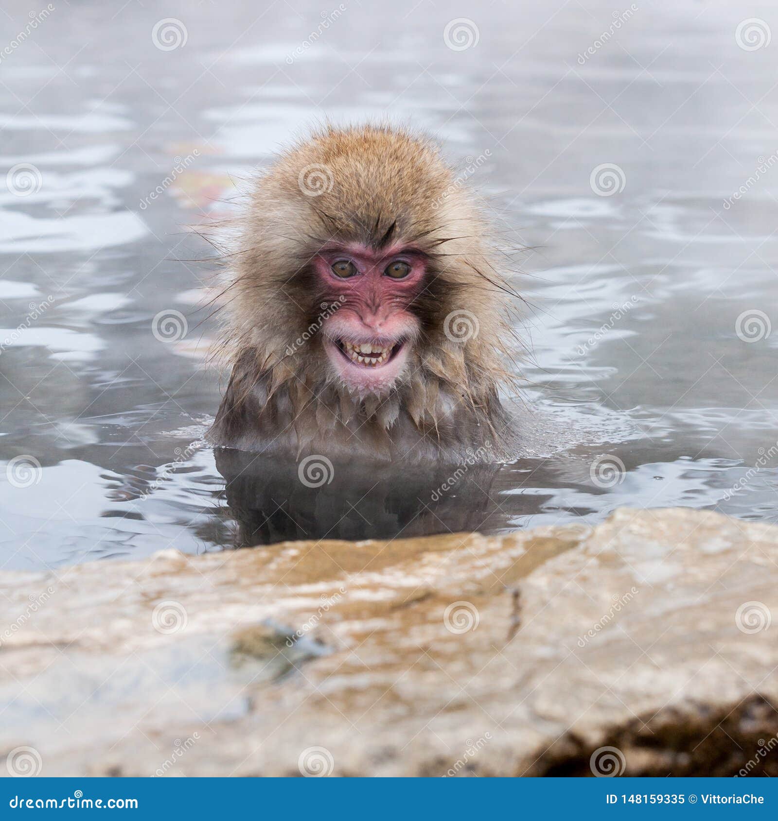 Raging Snow Monkey Macaca Fuscata from Jigokudani Monkey Park in Japan,  Nagano Prefecture. Japanese Macaque. Stock Image - Image of jigokudani,  dangerous: 148159335