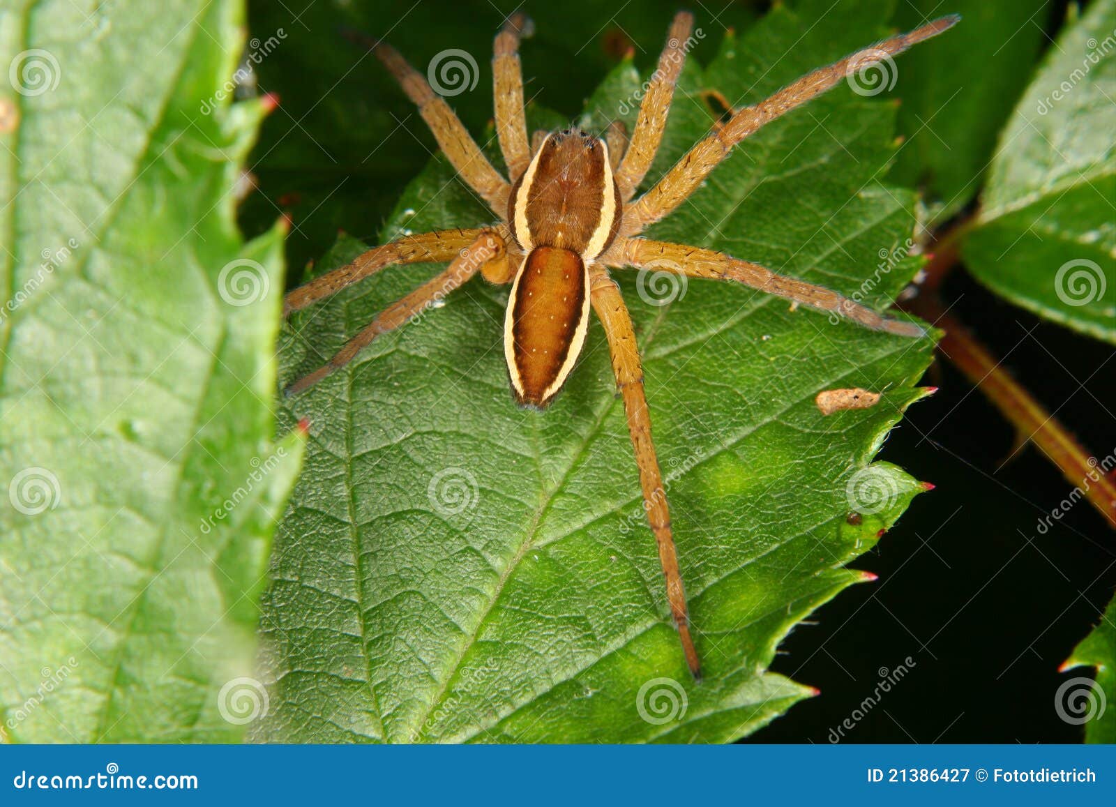 Ragno della zattera (fimbriatus di Dolomedes) 2. Trasporti il ragno con una zattera (fimbriatus di Dolomedes) in habitat