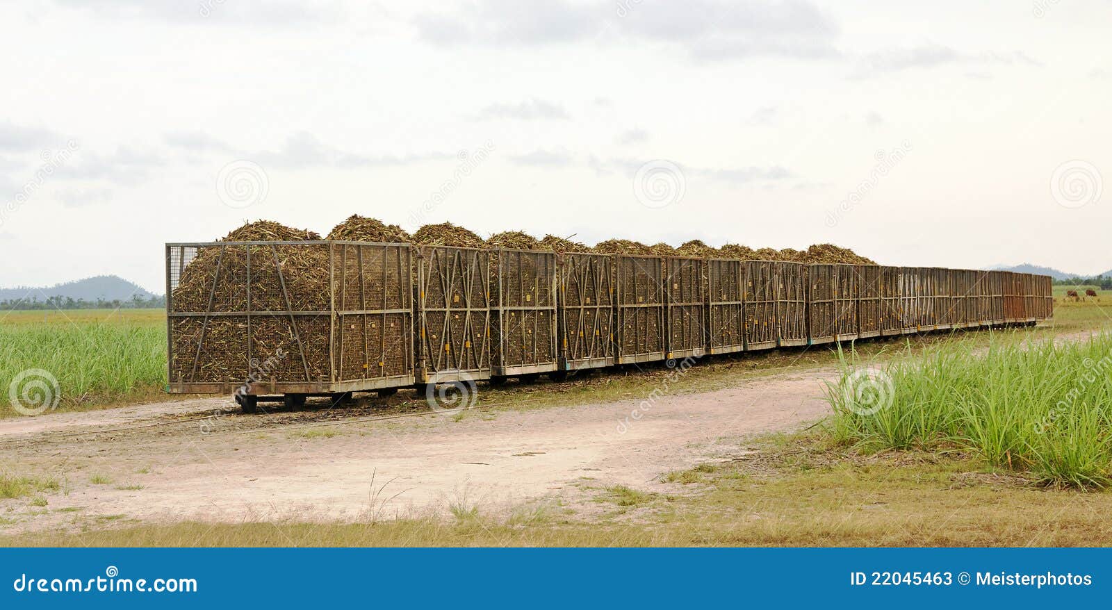 rail bins full of fresh cut sugarcane