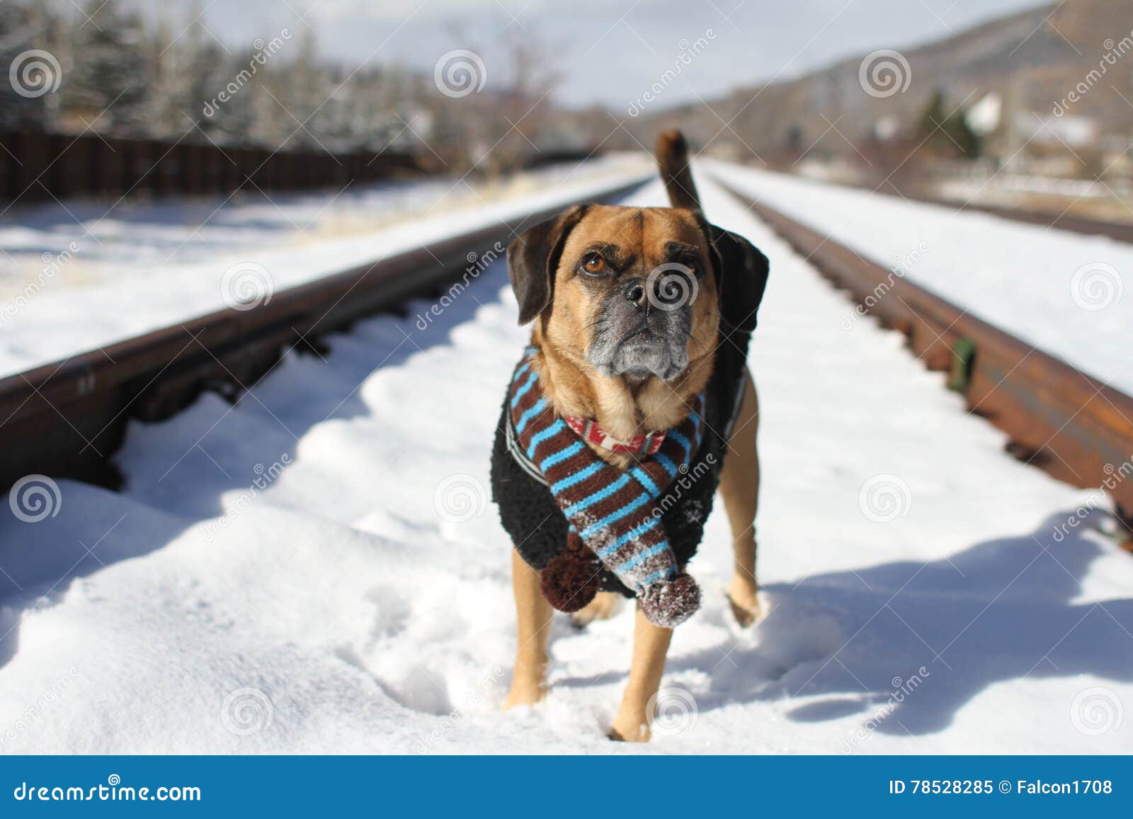 Railroad Dog stock image. Image of snout, animal, carnivoran 78528285