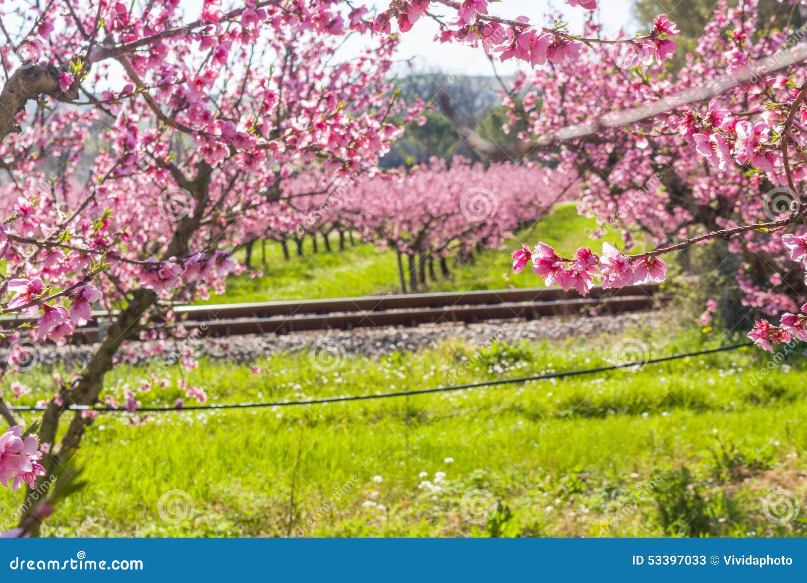 railroad tracks along blossoming peach trees treated with fungicides