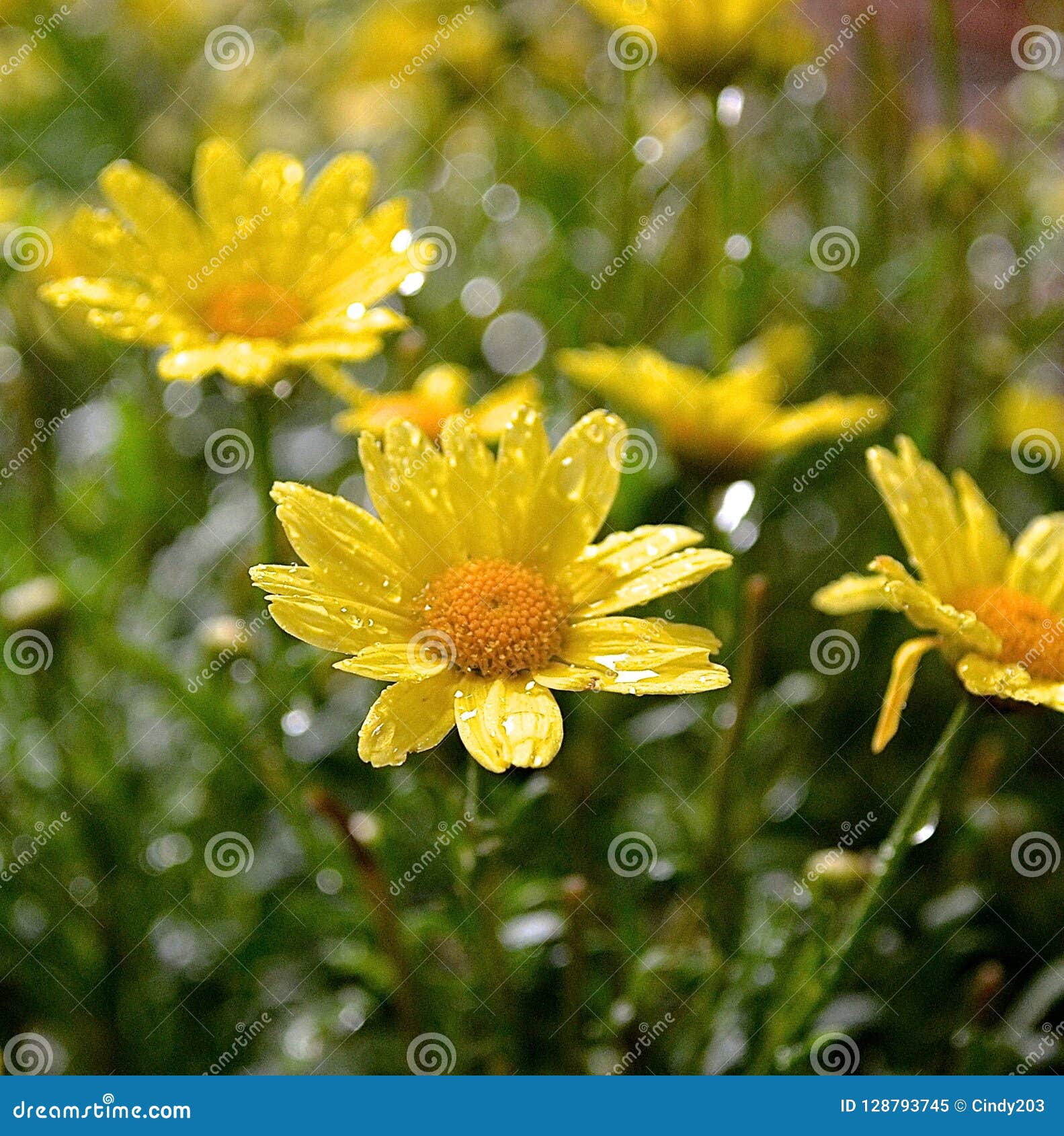 3,455 Colored Daisies Stock Photos - Free & Royalty-Free Stock Photos from  Dreamstime