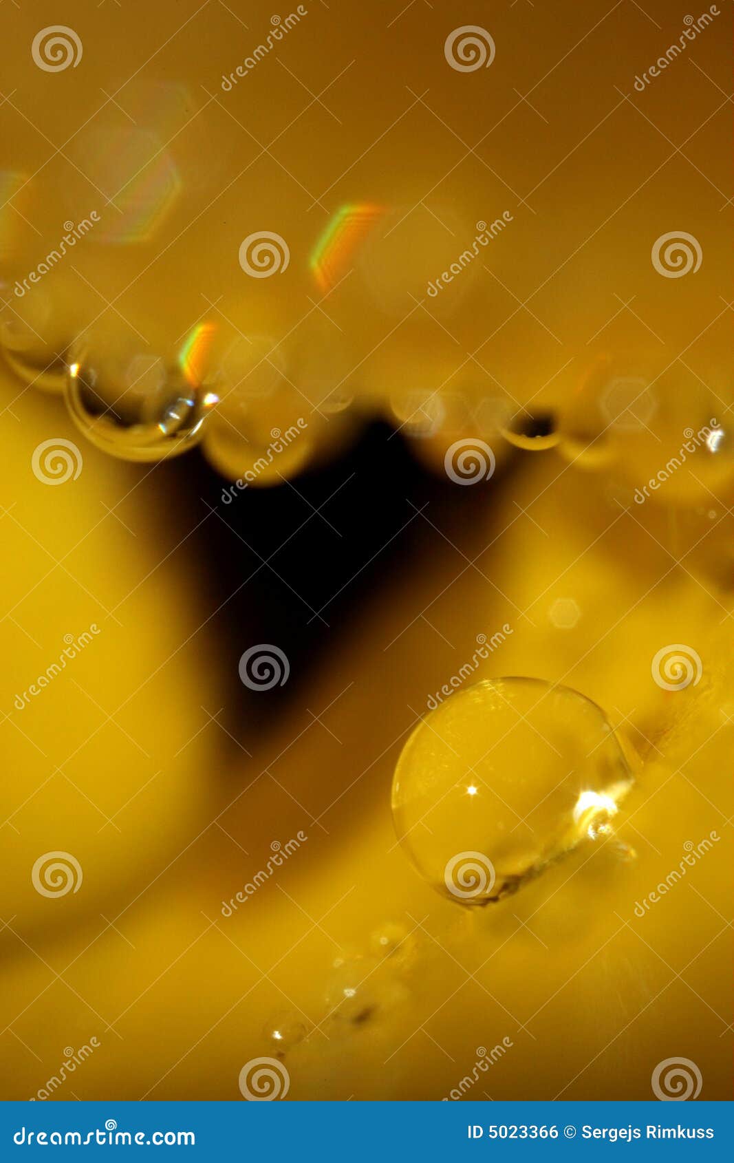 Raindrop on Yellow Flower stock photo. Image of tulip 5023366