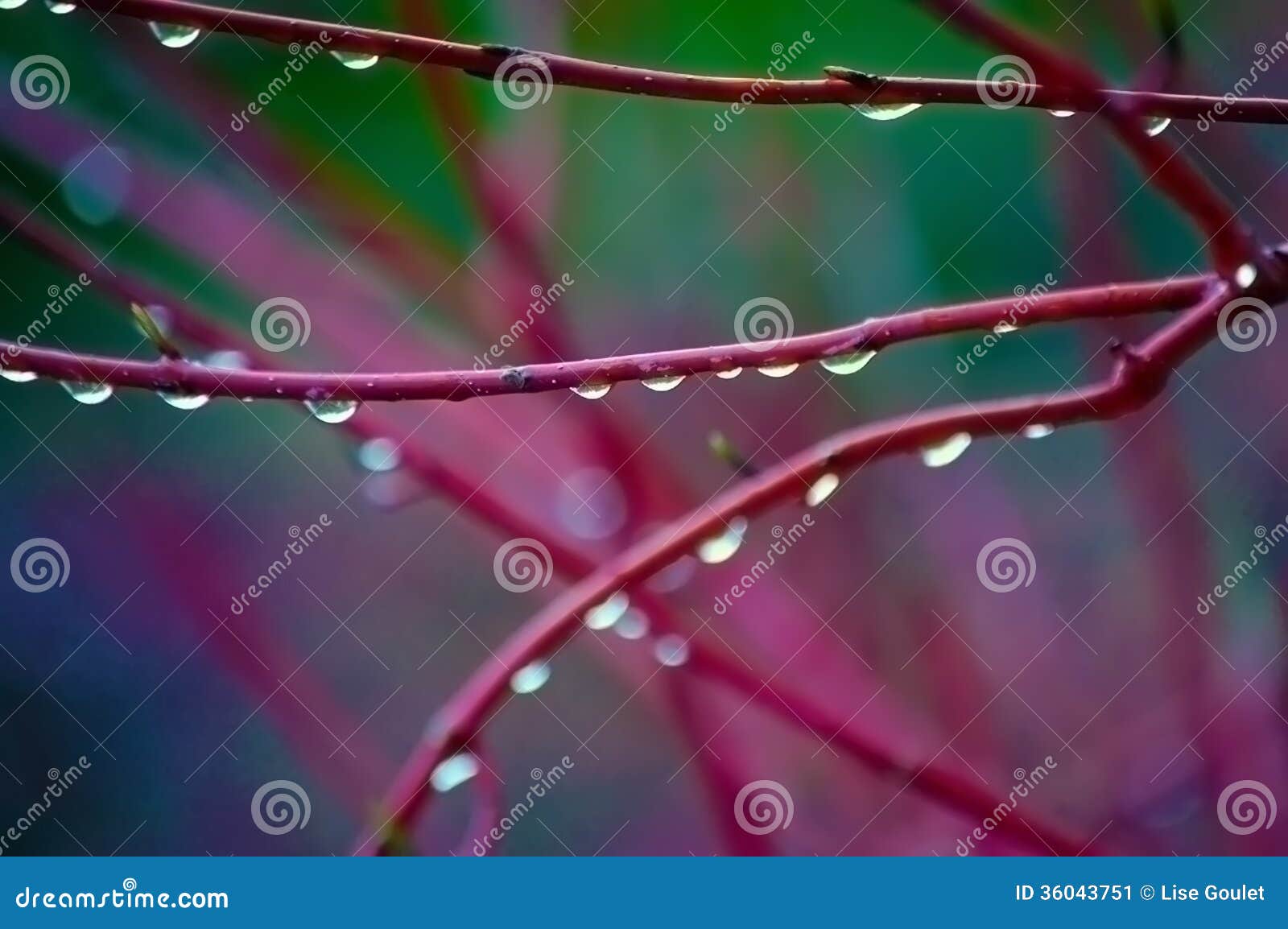 Rain Drops on Red Branches stock image. Image of branches - 36043751