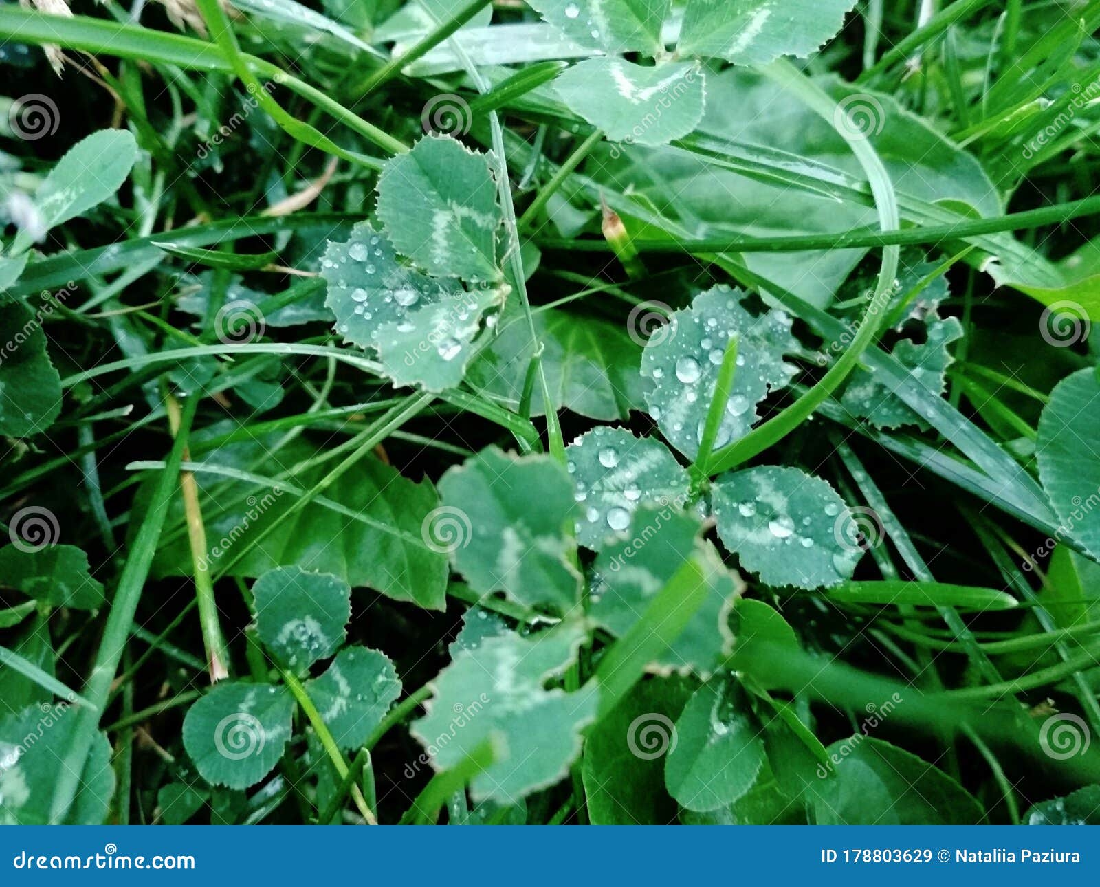 trifolium repens, the white clover (also known as dutch clover, ladino clover, or ladino) plant growing  in the ground