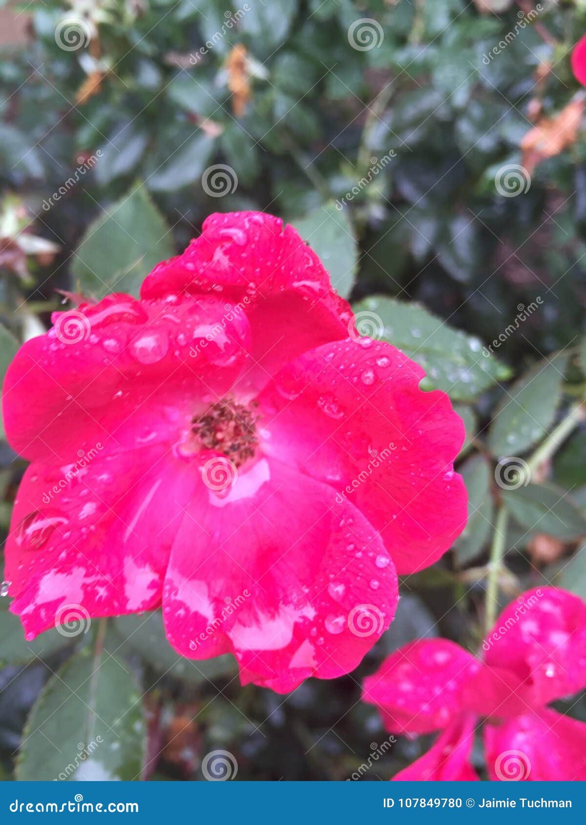 Rain drops on roses stock photo. Image of adjectives 107849780