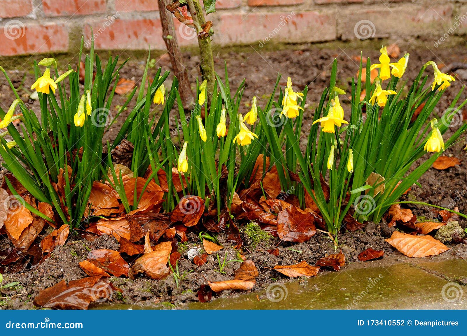 rain falls on daffodils flowers in kastrup denmark