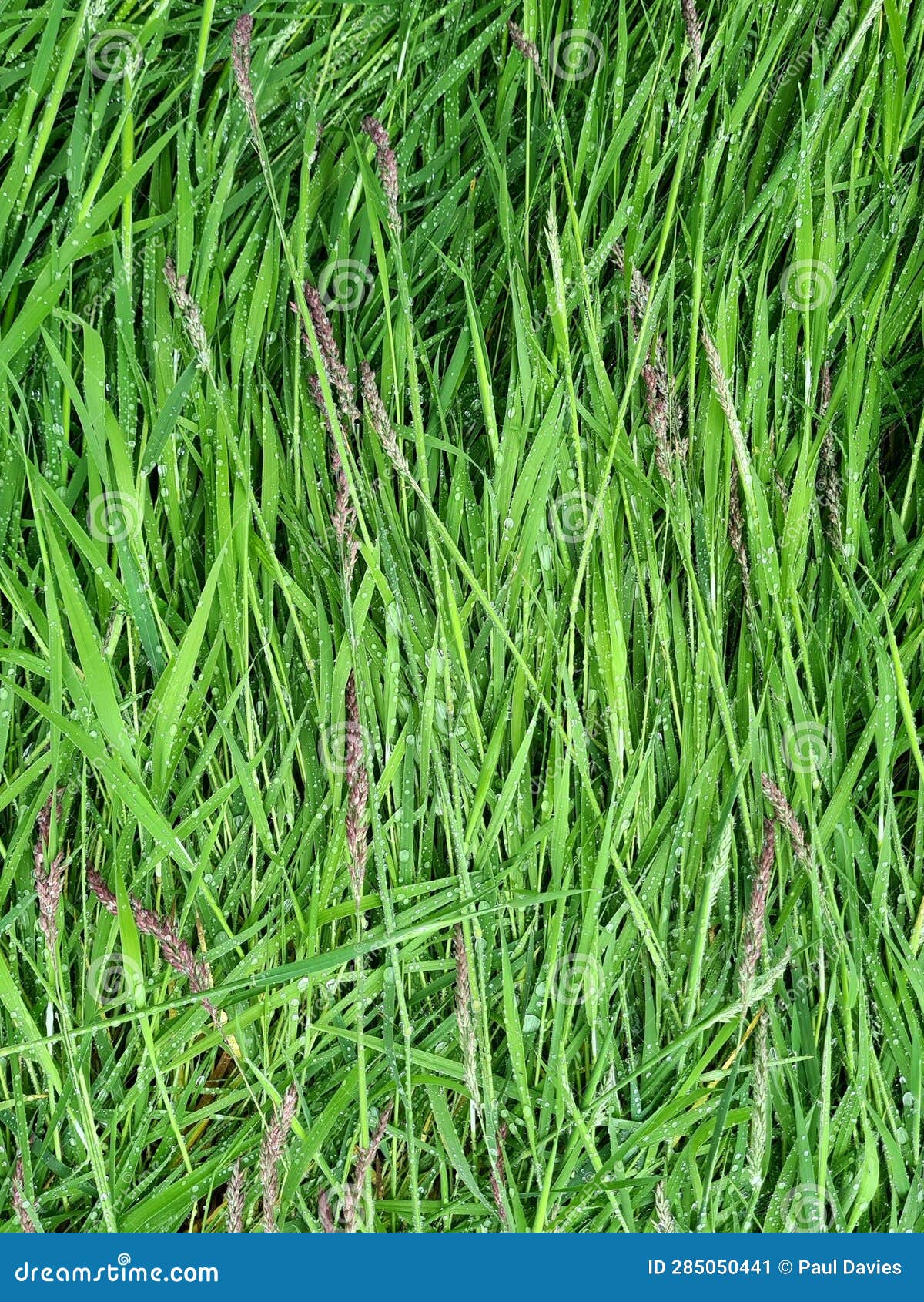 rain on flattened green grass