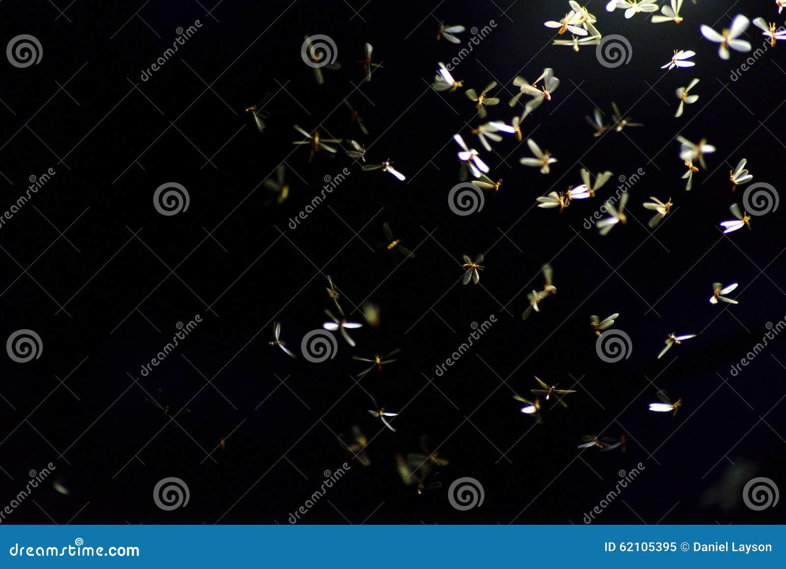 Rain Flies stock image. Image of dance, light, travel 62105395