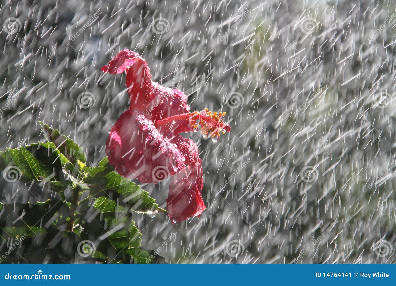 flowers from the storm flowers from the storm