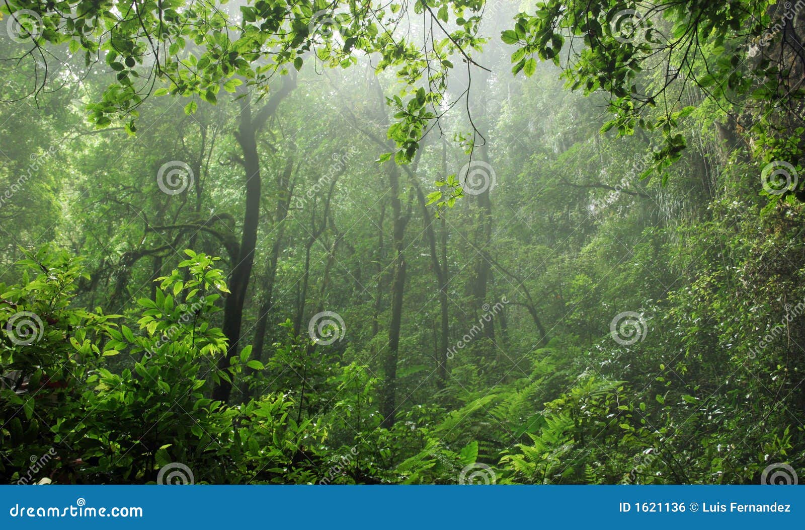 rain-forest