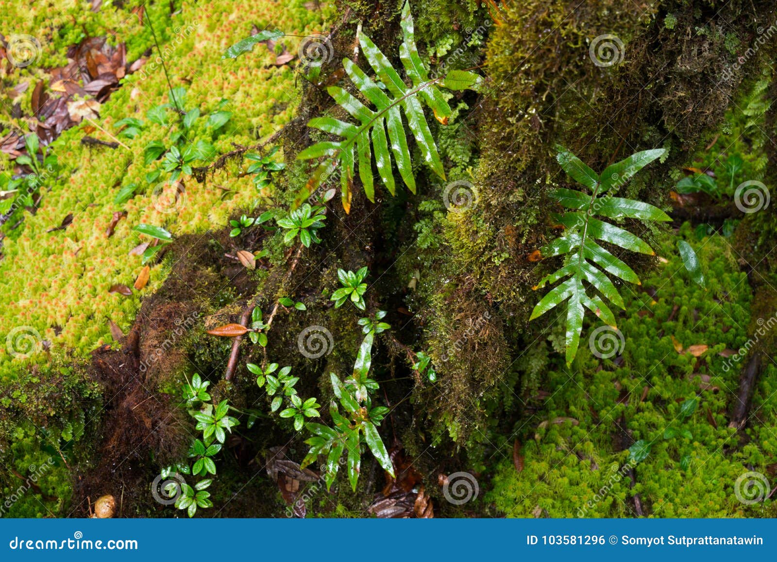 Rain Forest Background With Green Mosses And Fern Stock Photo Image Of Closeup Area 103581296