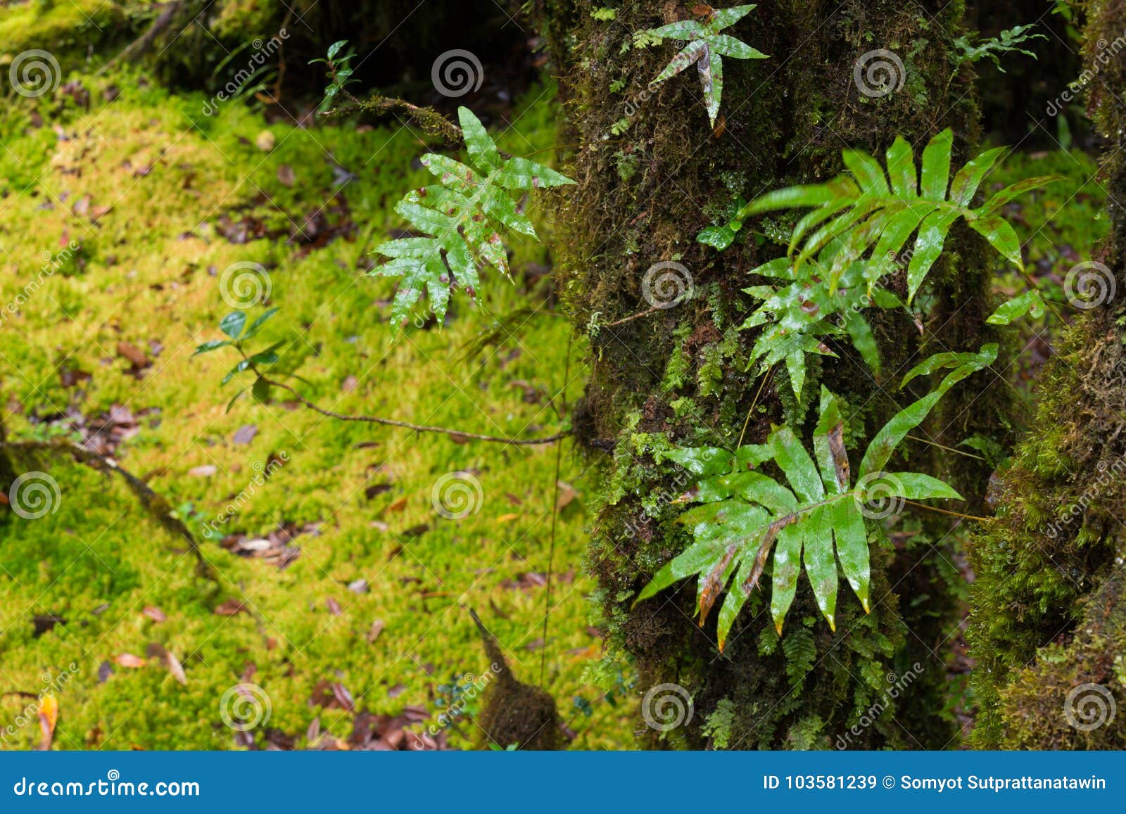 Rain Forest Background With Green Mosses And Fern Stock Image Image Of Intanond Chiang 103581239
