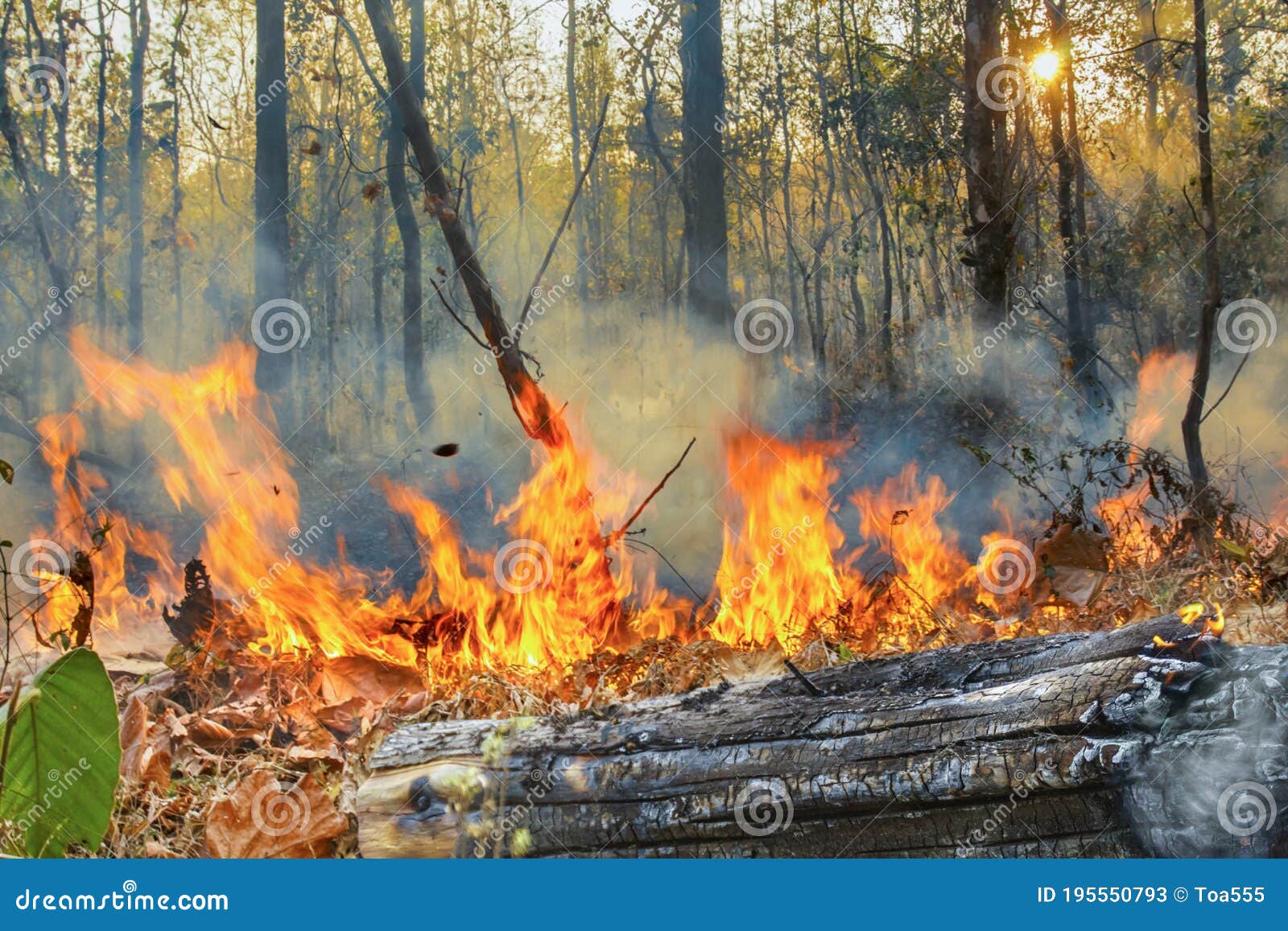 Rain Forest Fire Disaster is Burning Caused by Humans Stock Image