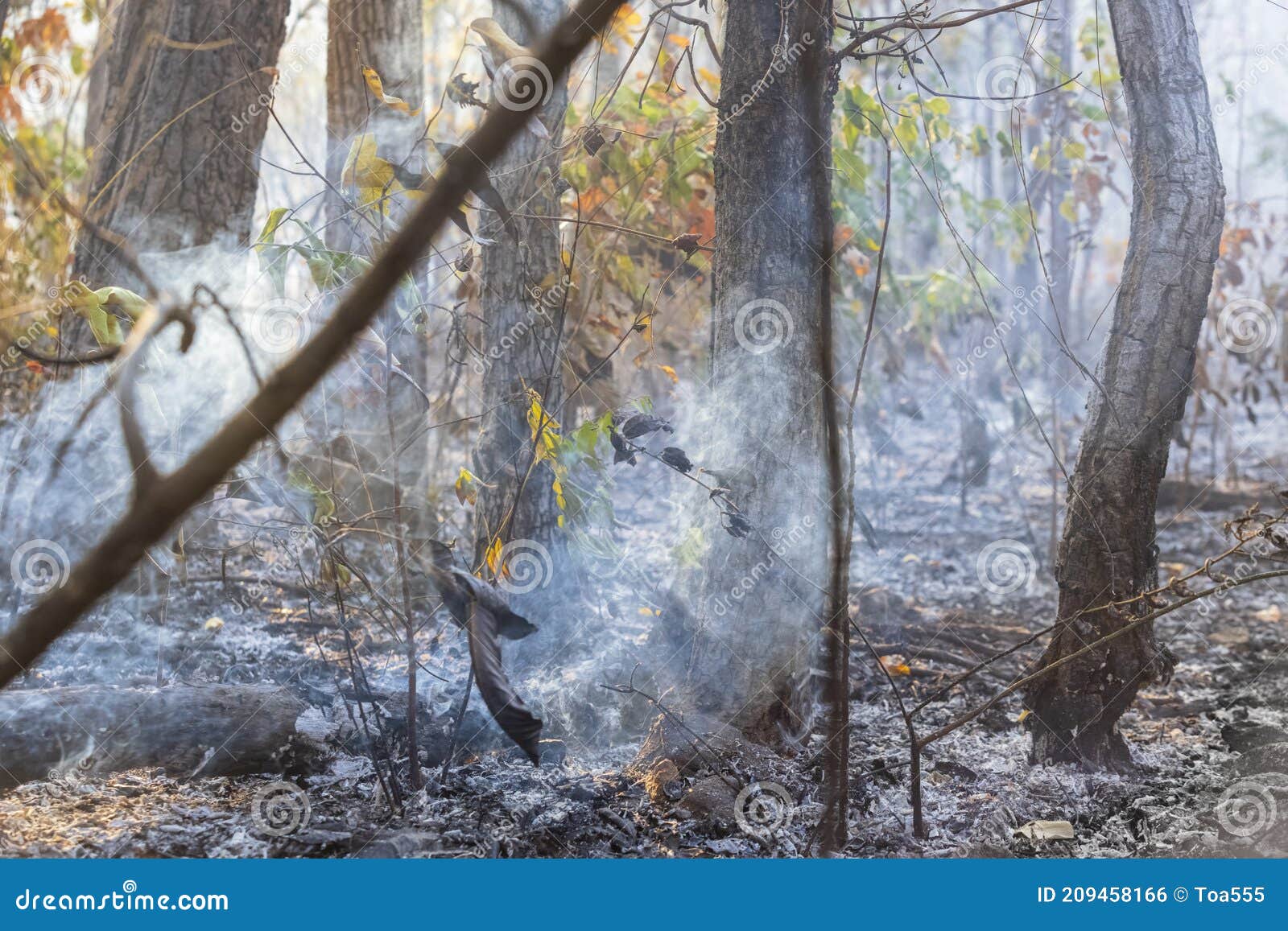 After Rain Forest Fire Disaster Burning Caused by Humans Stock Photo