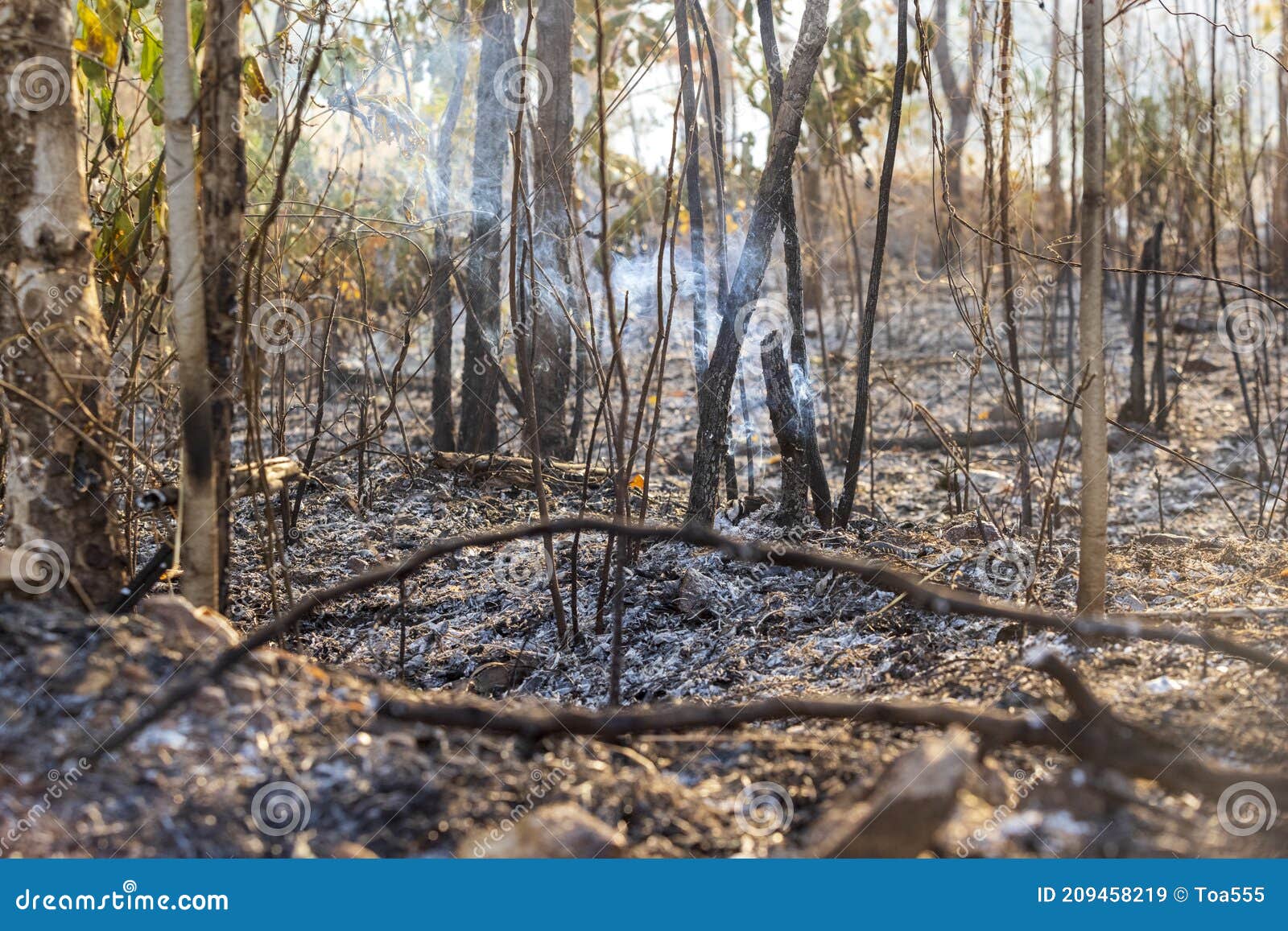 After Rain Forest Fire Disaster Burning Caused by Humans Stock Image