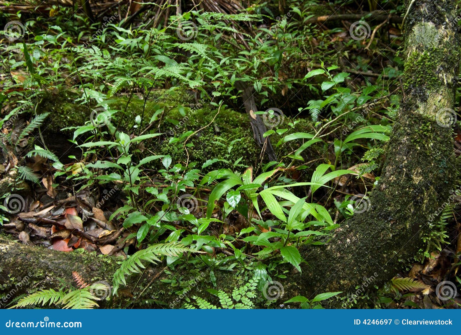 Rain Forest Floor Plants Stock Image Image Of Detail 4246697