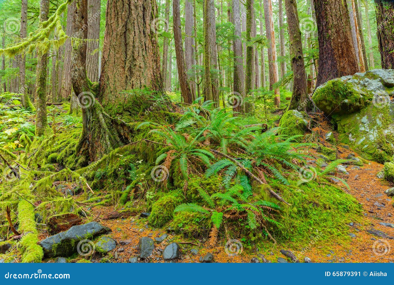 Rain Forest in Oregon stock image. Image of oregon, moss 65879391