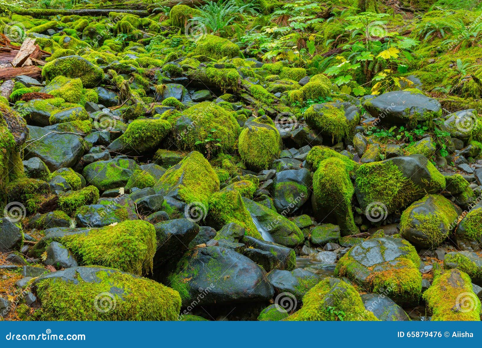 Rain Forest in Oregon stock photo. Image of moss, forest 65879476