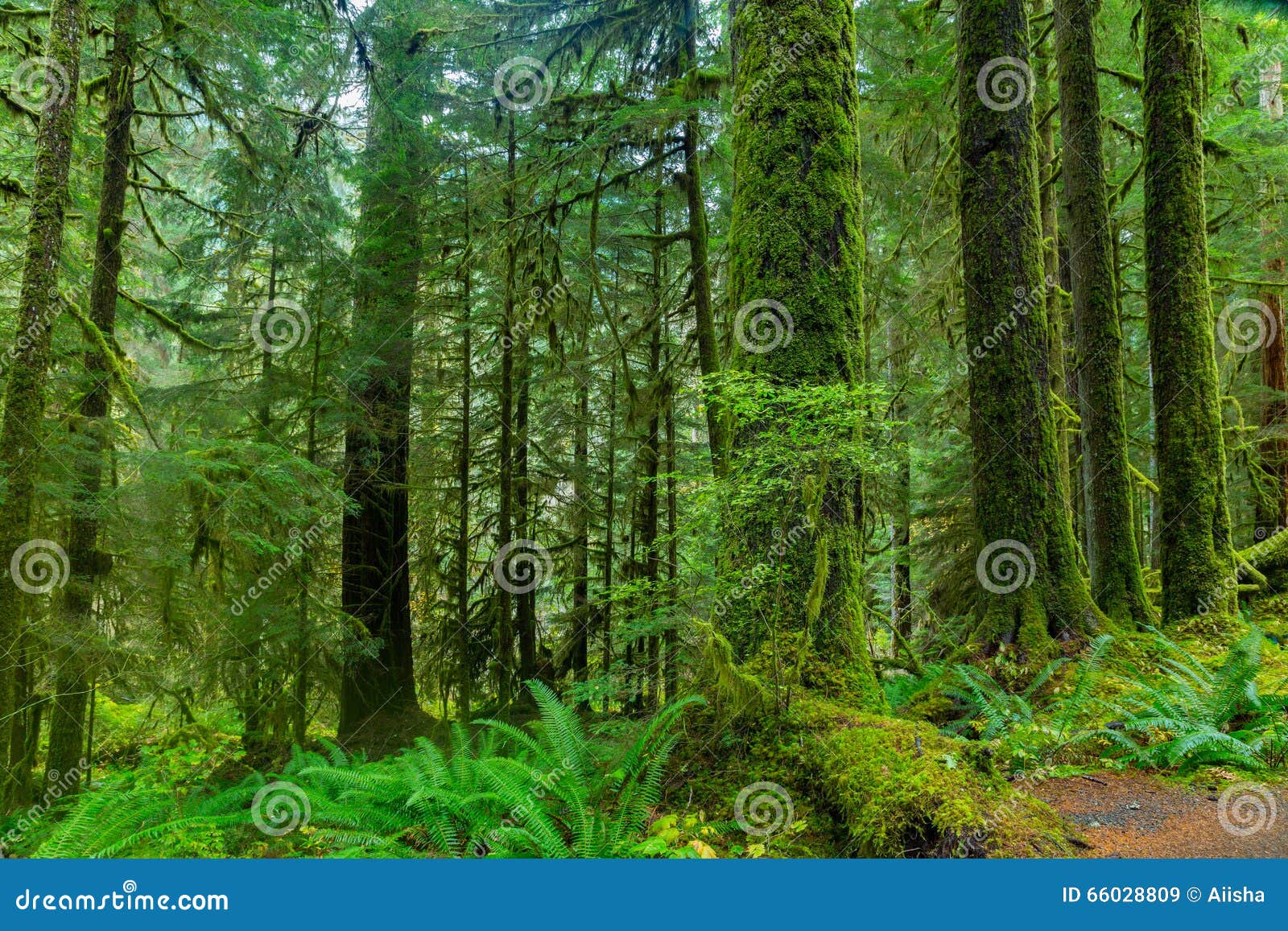 Rain Forest in Oregon stock image. Image of olympic, park 66028809