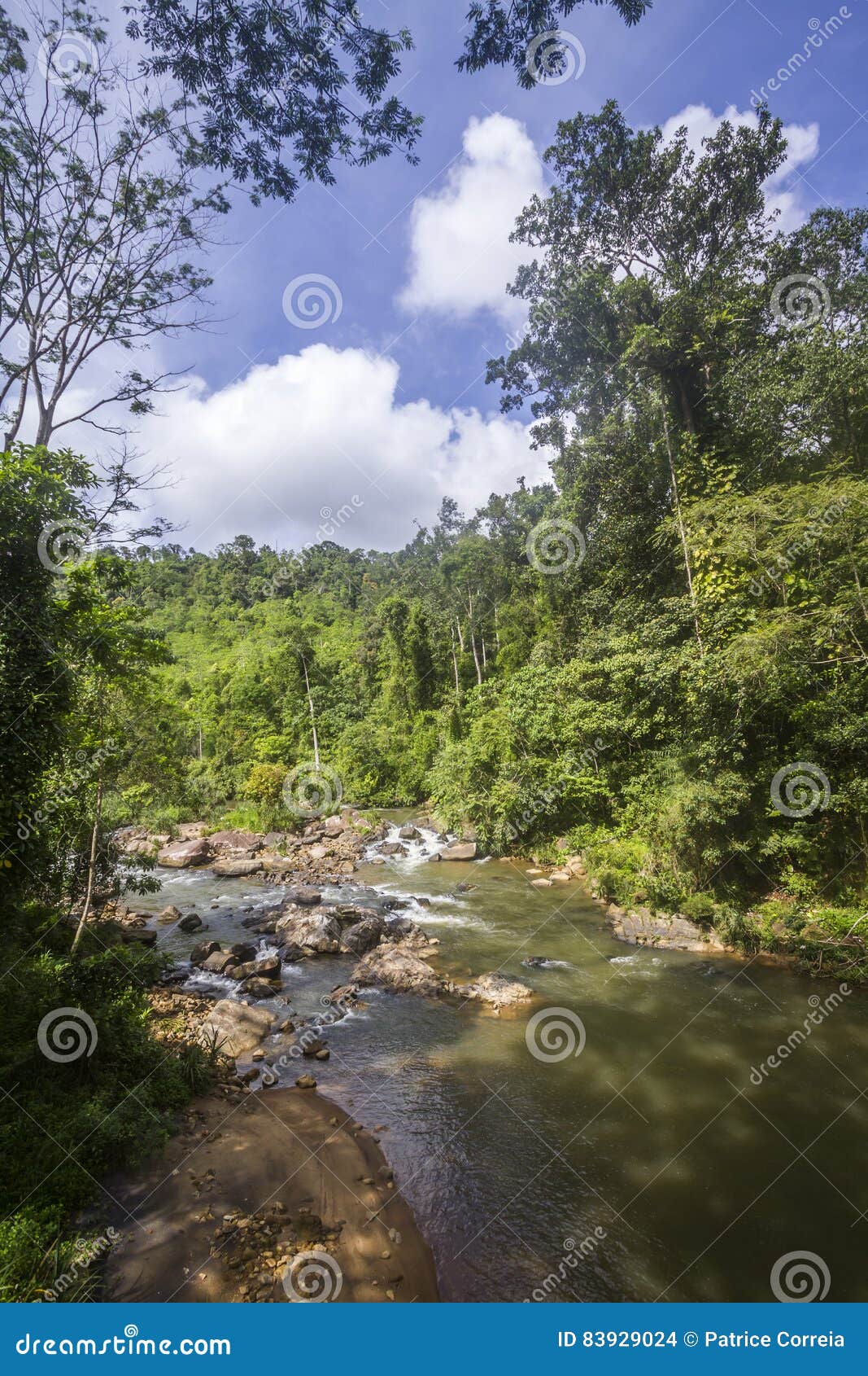 Rain Forest in Sinharaja Forest Reserve, Sri Lanka Stock Photo Image