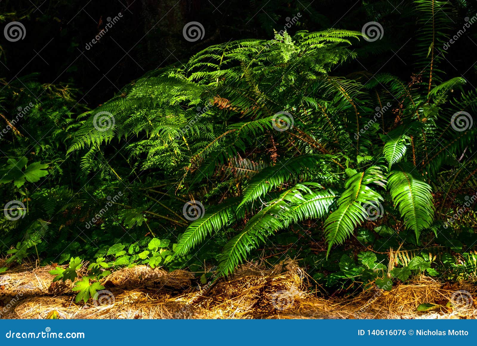 rain forest sword ferns