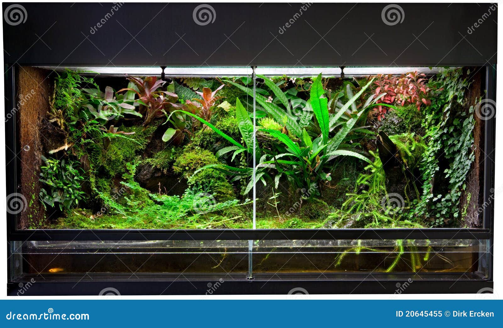 Rain forest terrarium stock image. Image of rain, reptile 20645455