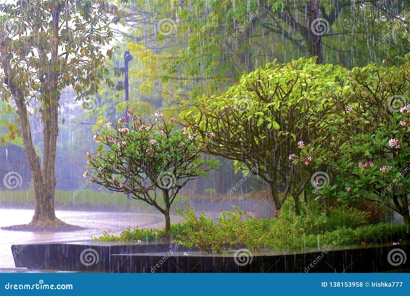 Rain garden plants singapore