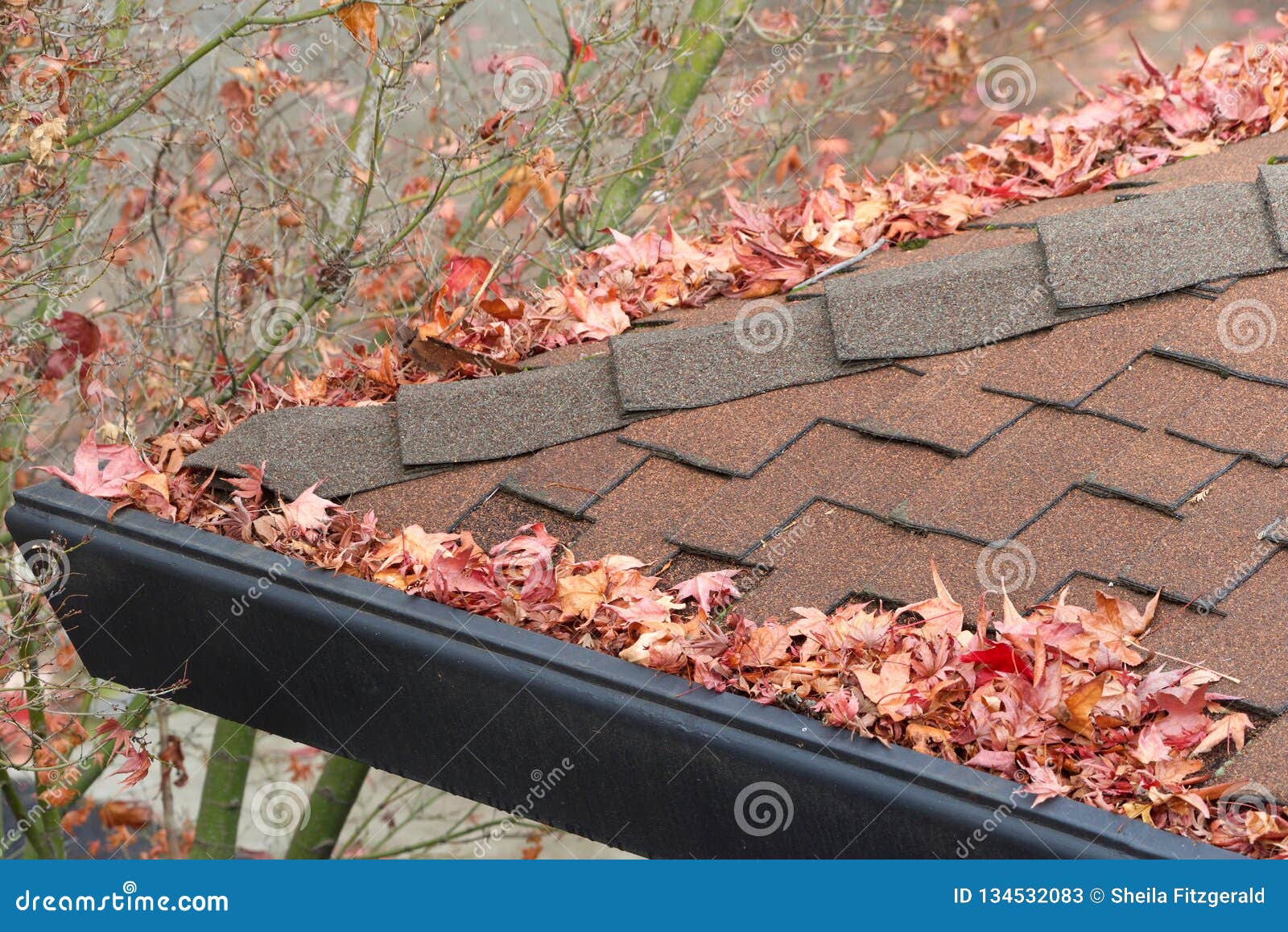 Rain Gutters on Roof Clogged with Leaves and Debri, Fire Hazard Stock