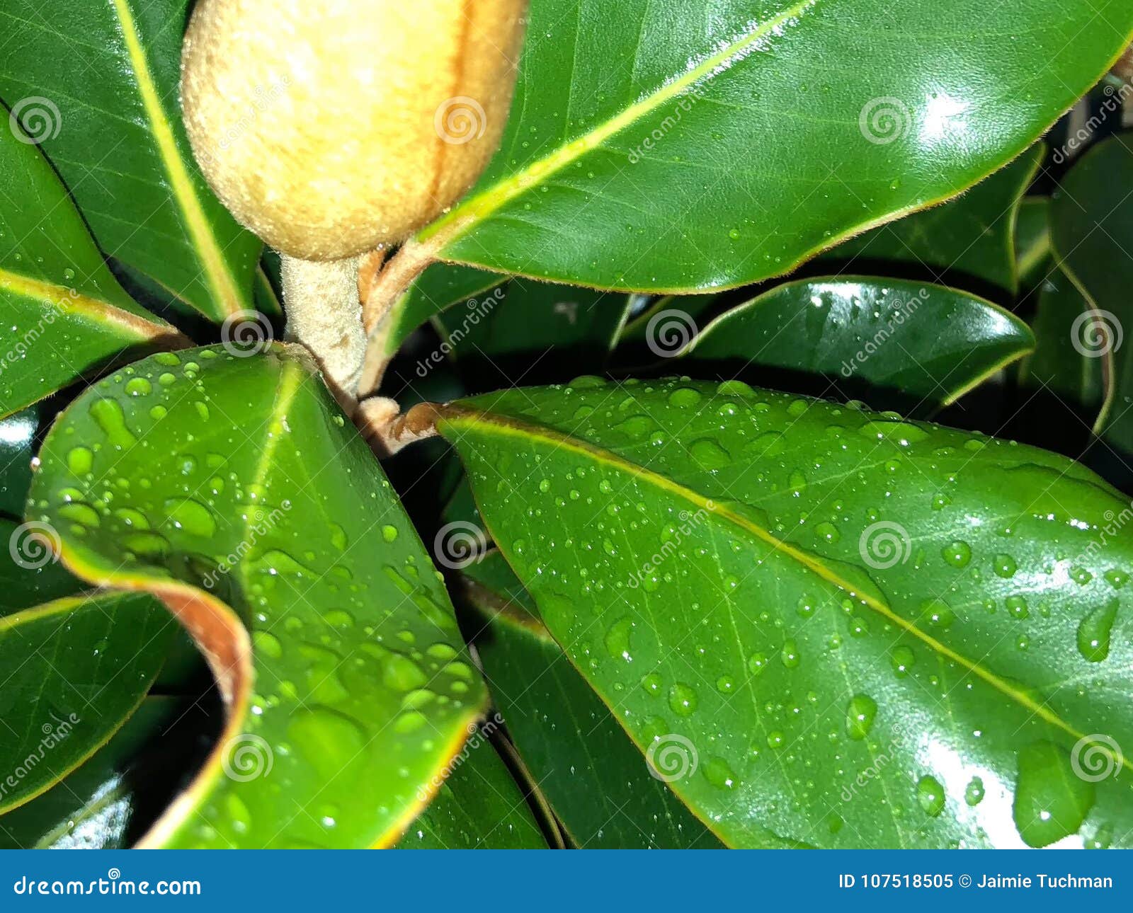 Water Drop on Magnolia Flower Bud Stock Image Image of magnolia, green 107518505