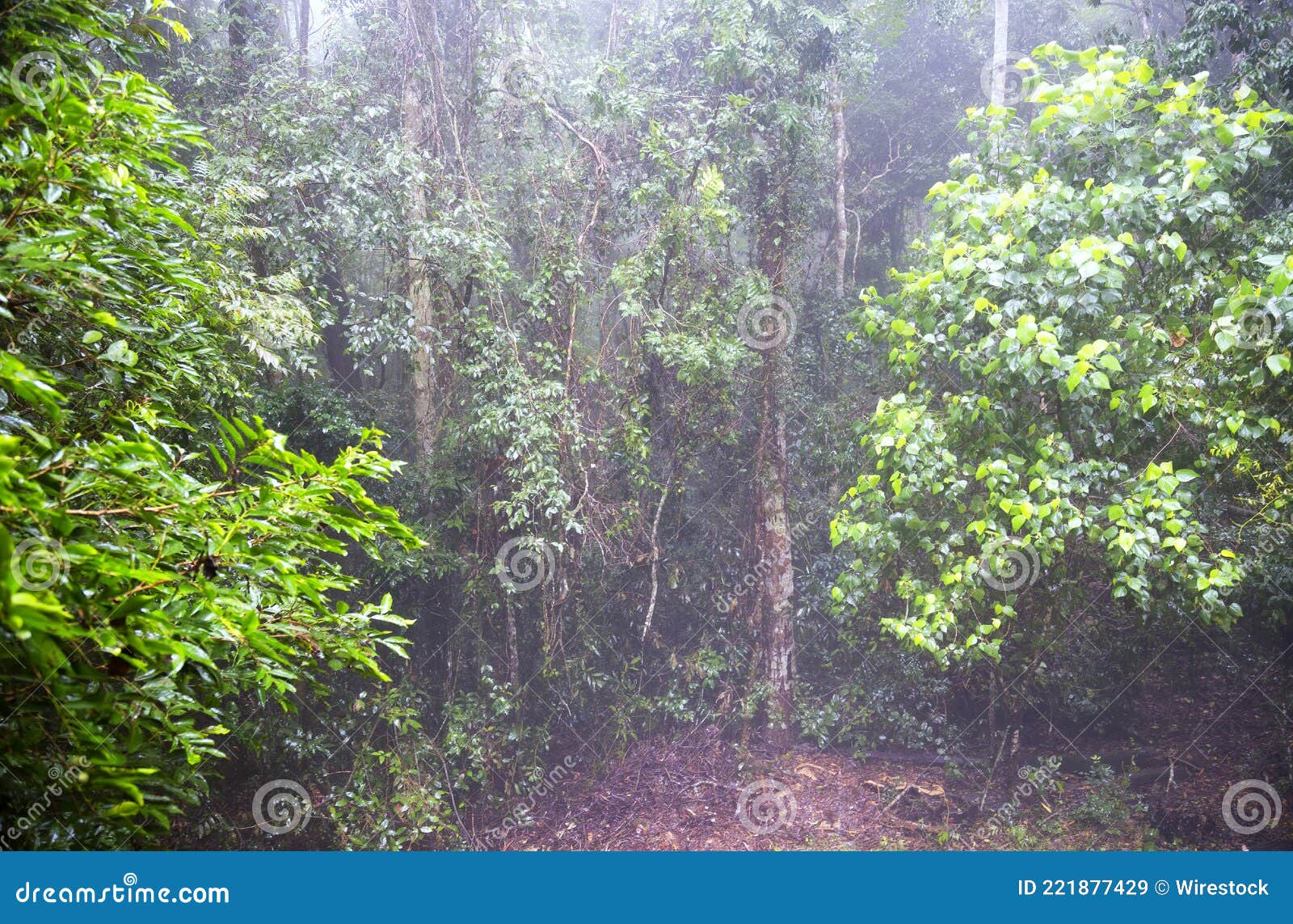 rain in the raniforest in tropical queensland