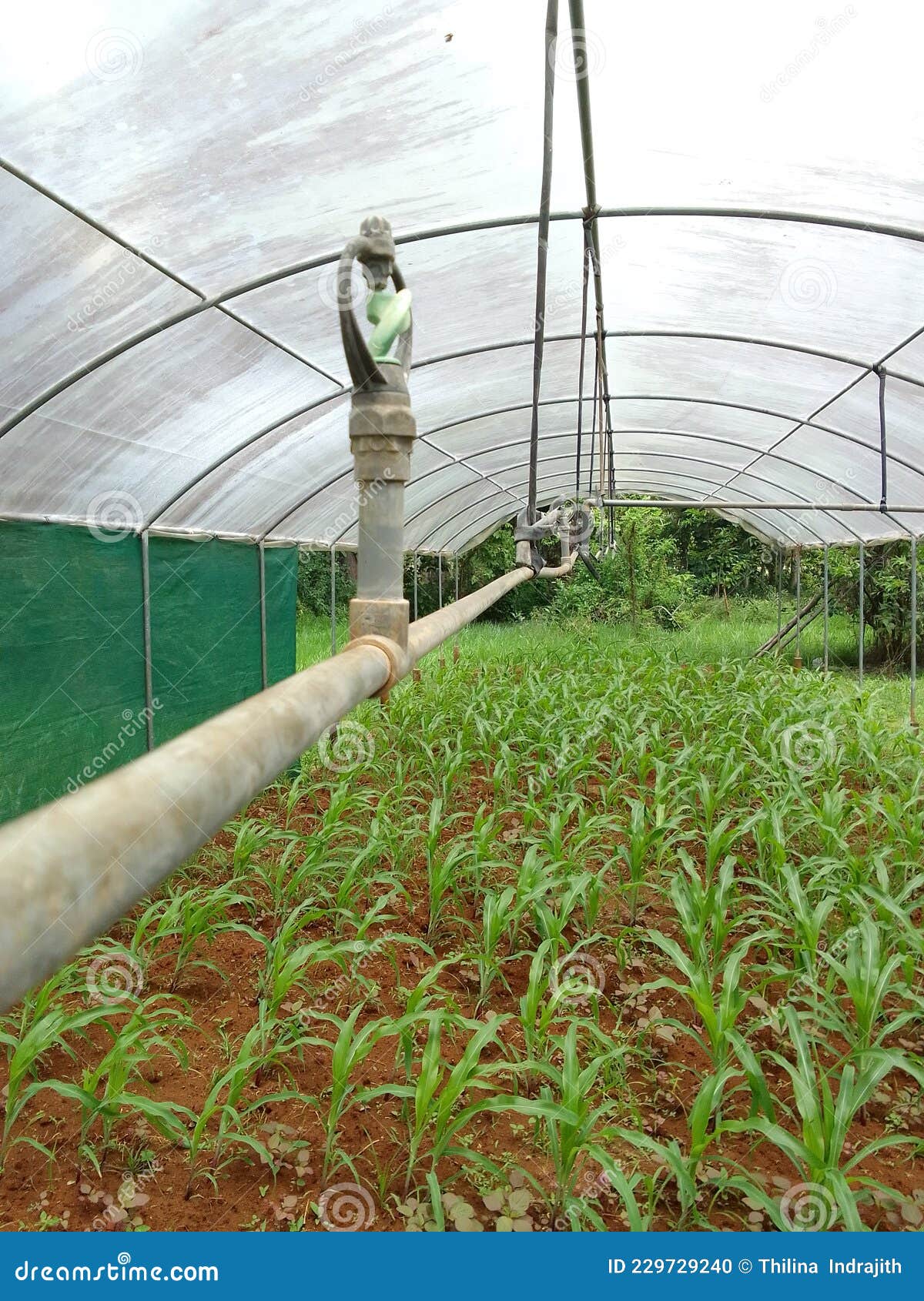 A Rain Shelter House Used For Cultivation. Royalty-Free Stock Image ...