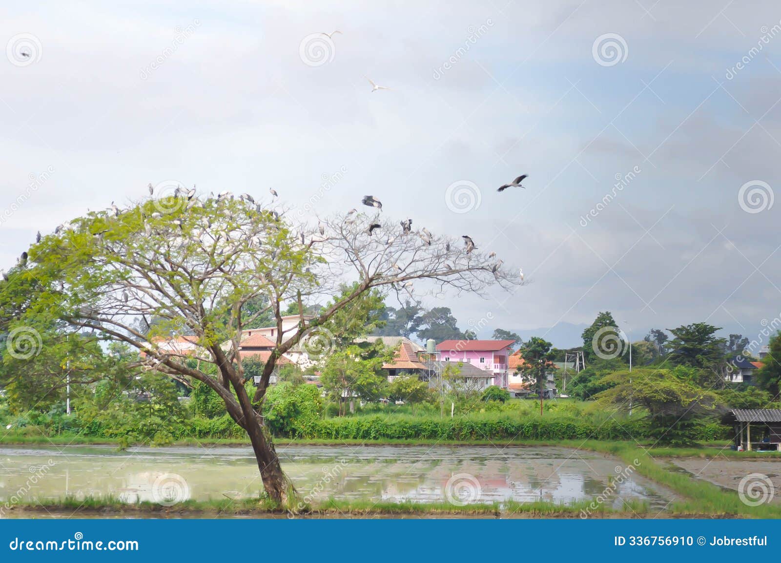 rain tree on the field