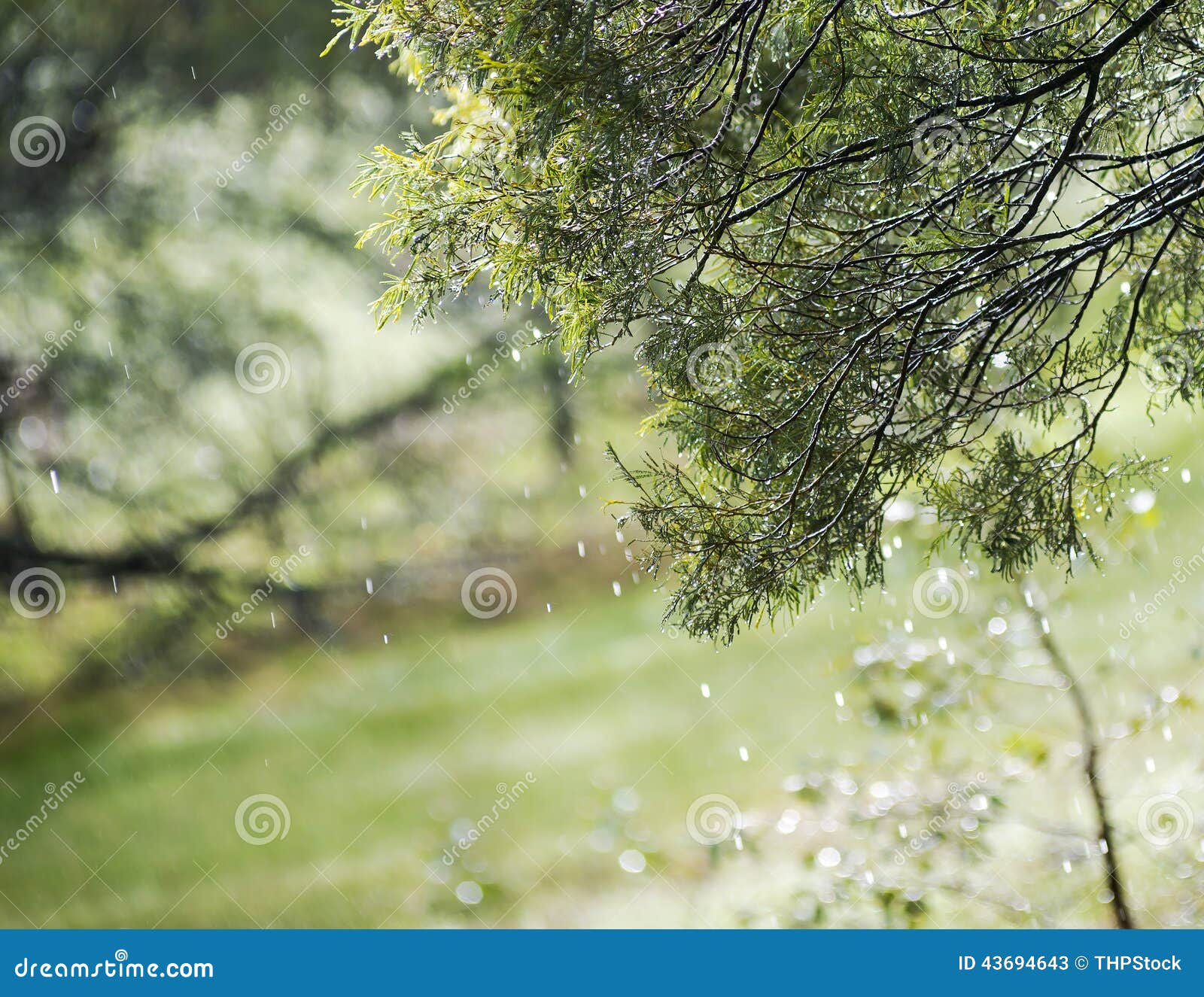 Rain through Trees stock image. Image of branch, season 43694643
