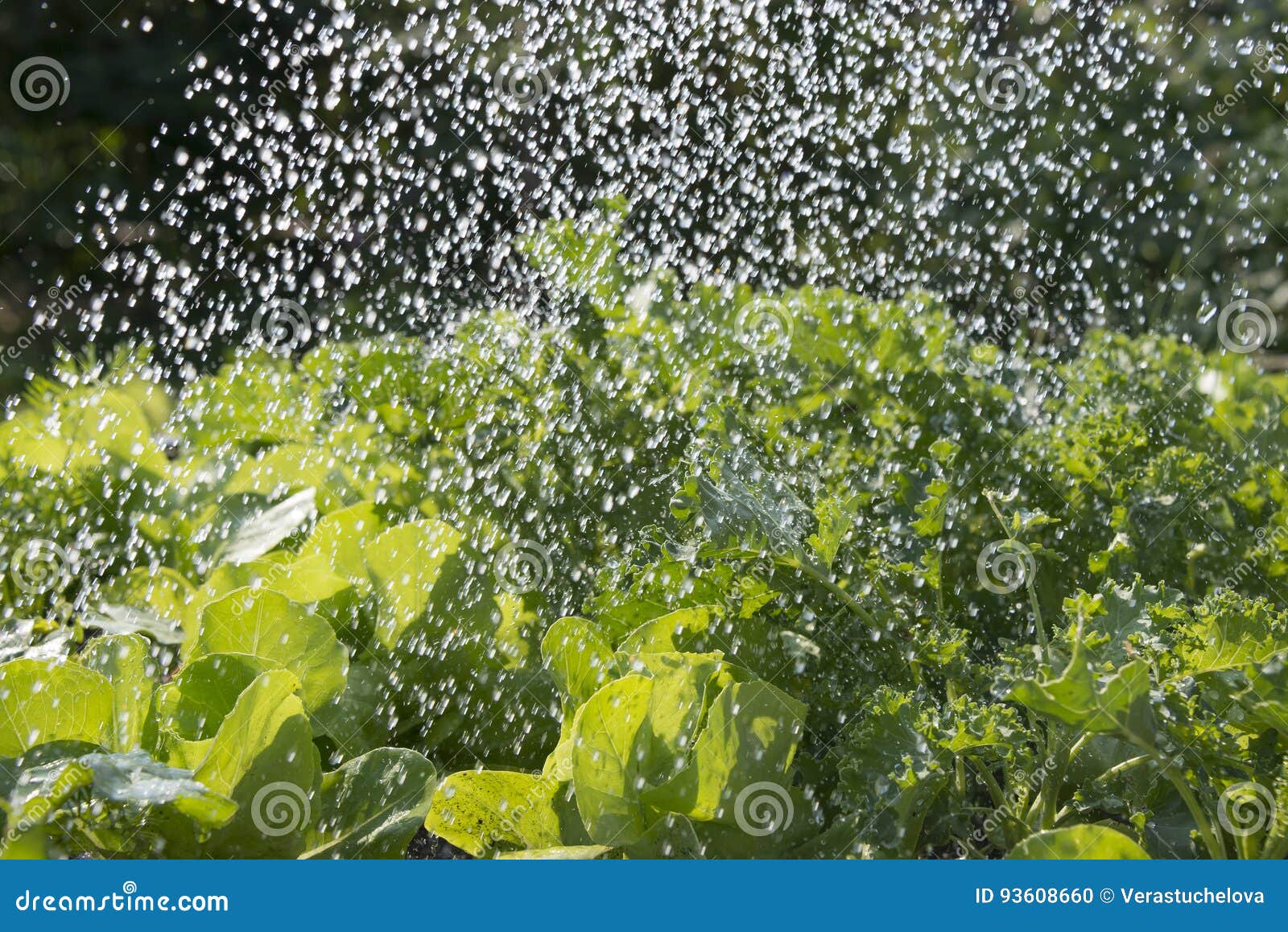 Rain in the Vegetable Garden Stock Photo Image of rain, natural 93608660