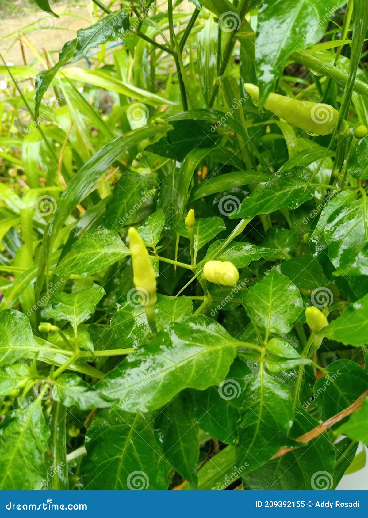 Rain Water Soaking Cayenne Pepper Plants Stock Image Image of soaking
