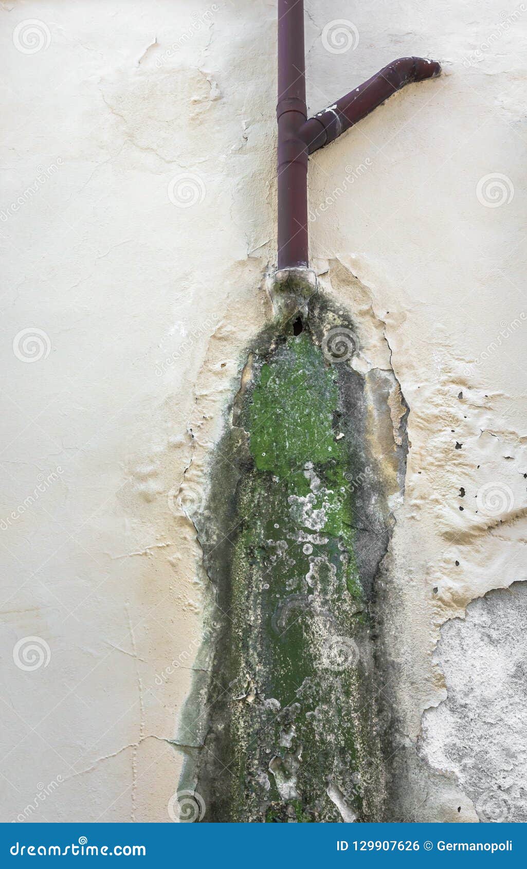 Mold and Peeling Paint on Wall Stock Photo Image of texture, damage