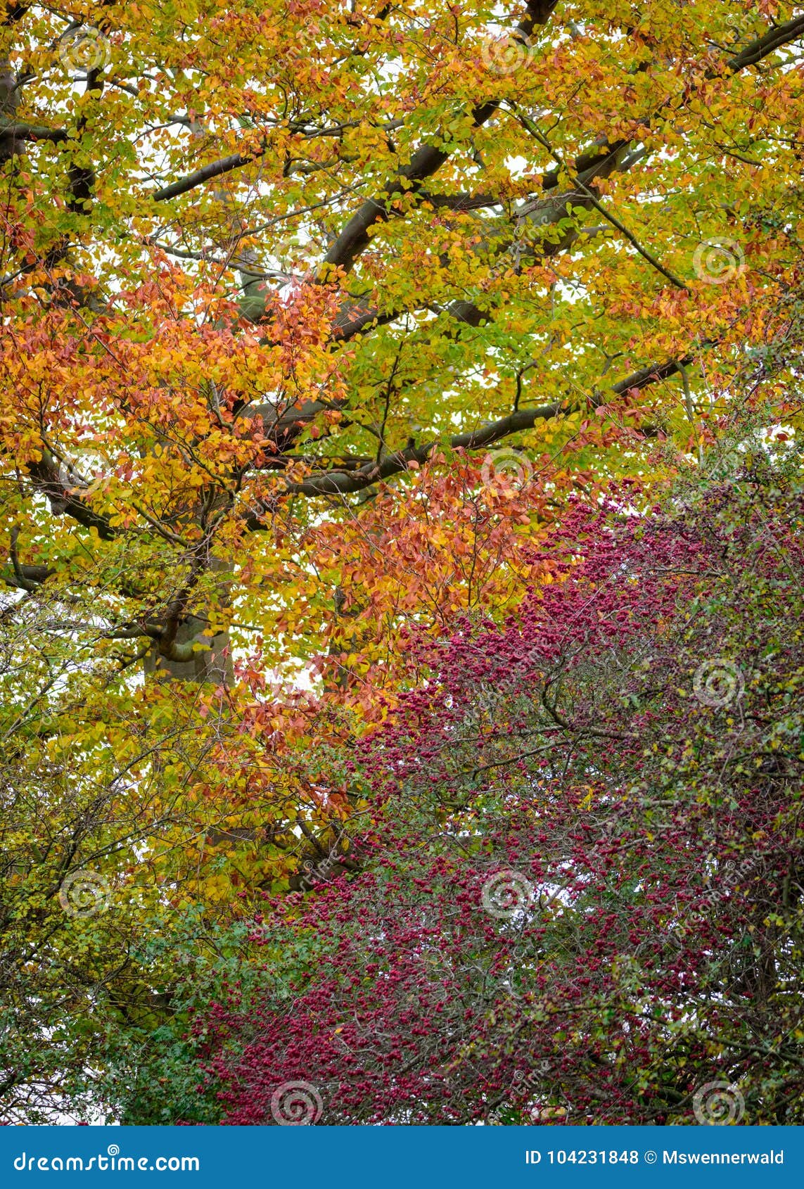 Rainbow of Autumn Colors in the Trees Stock Photo - Image of yellow