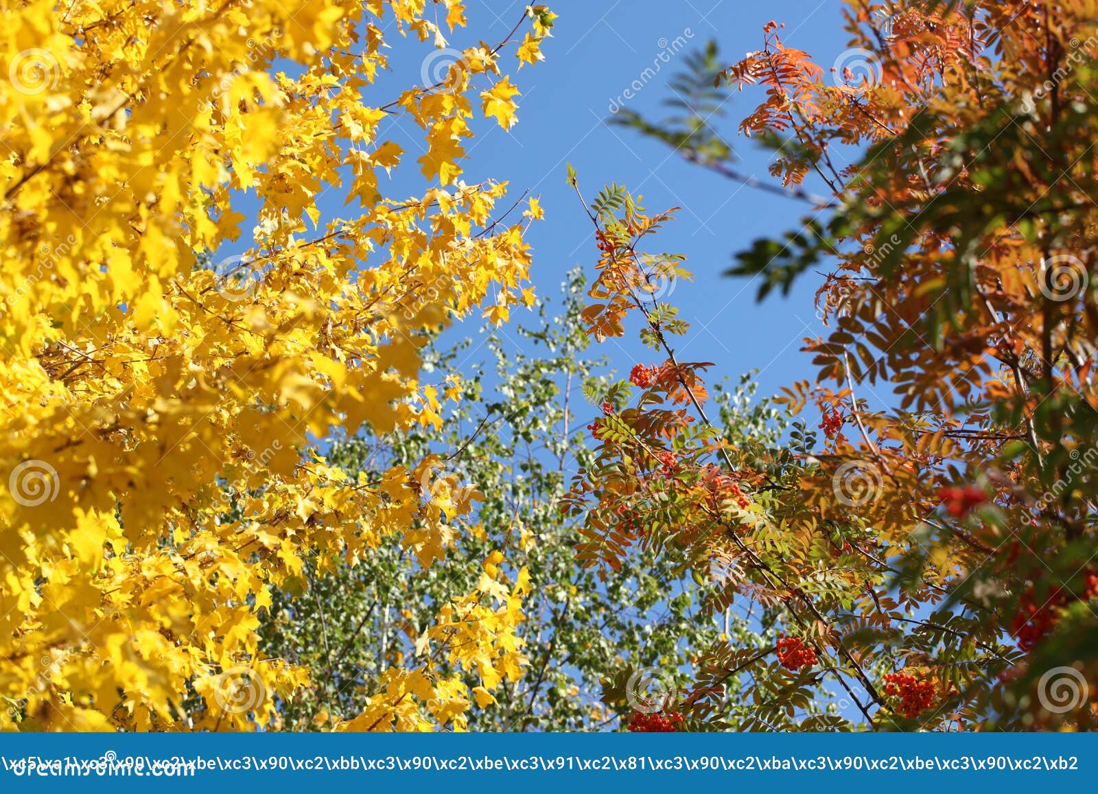 Rainbow of autumn stock image. Image of skies, pore - 101651011