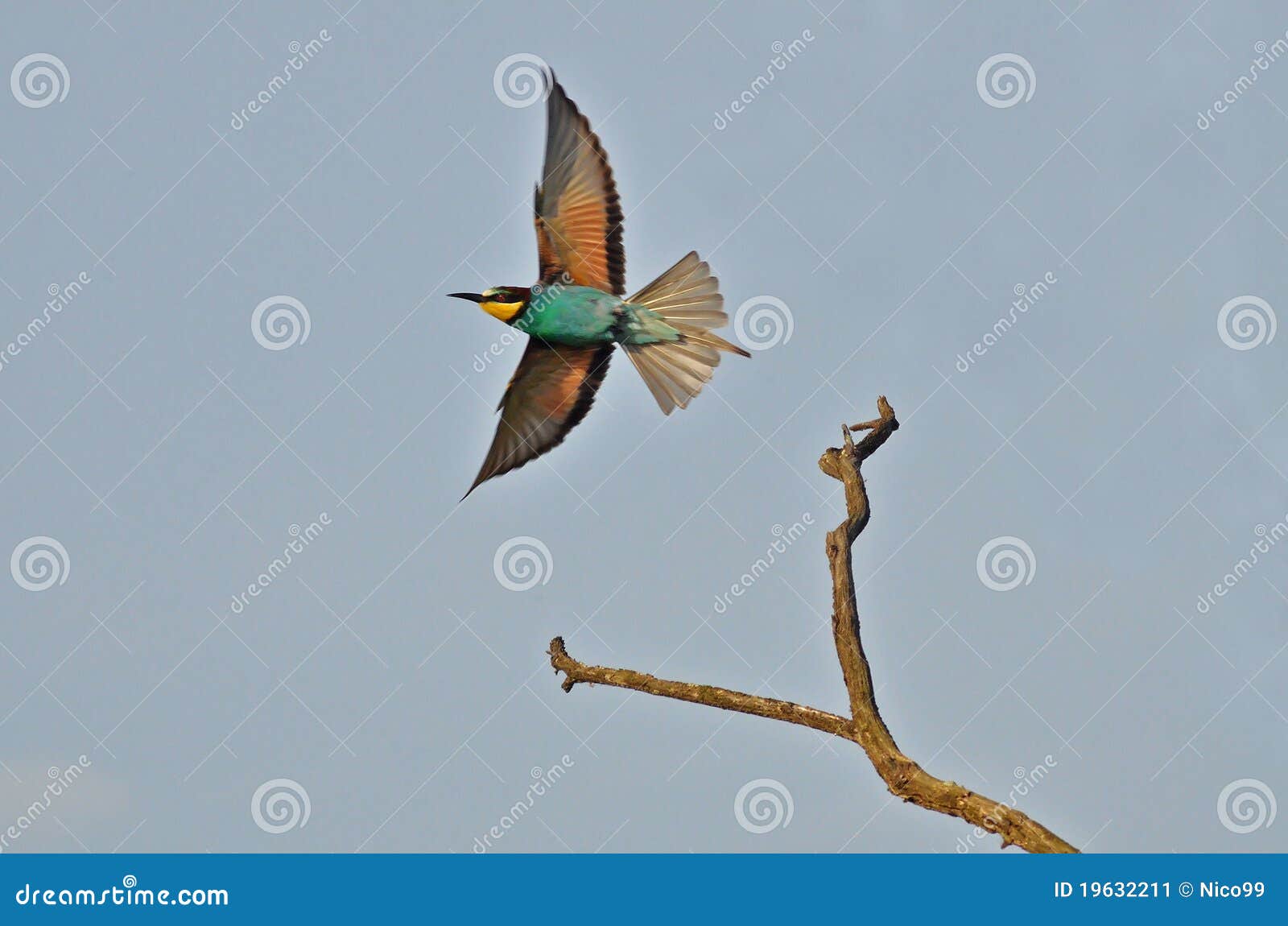 Rainbow bird stock image. Image of animal, field, multicoloured 19632211