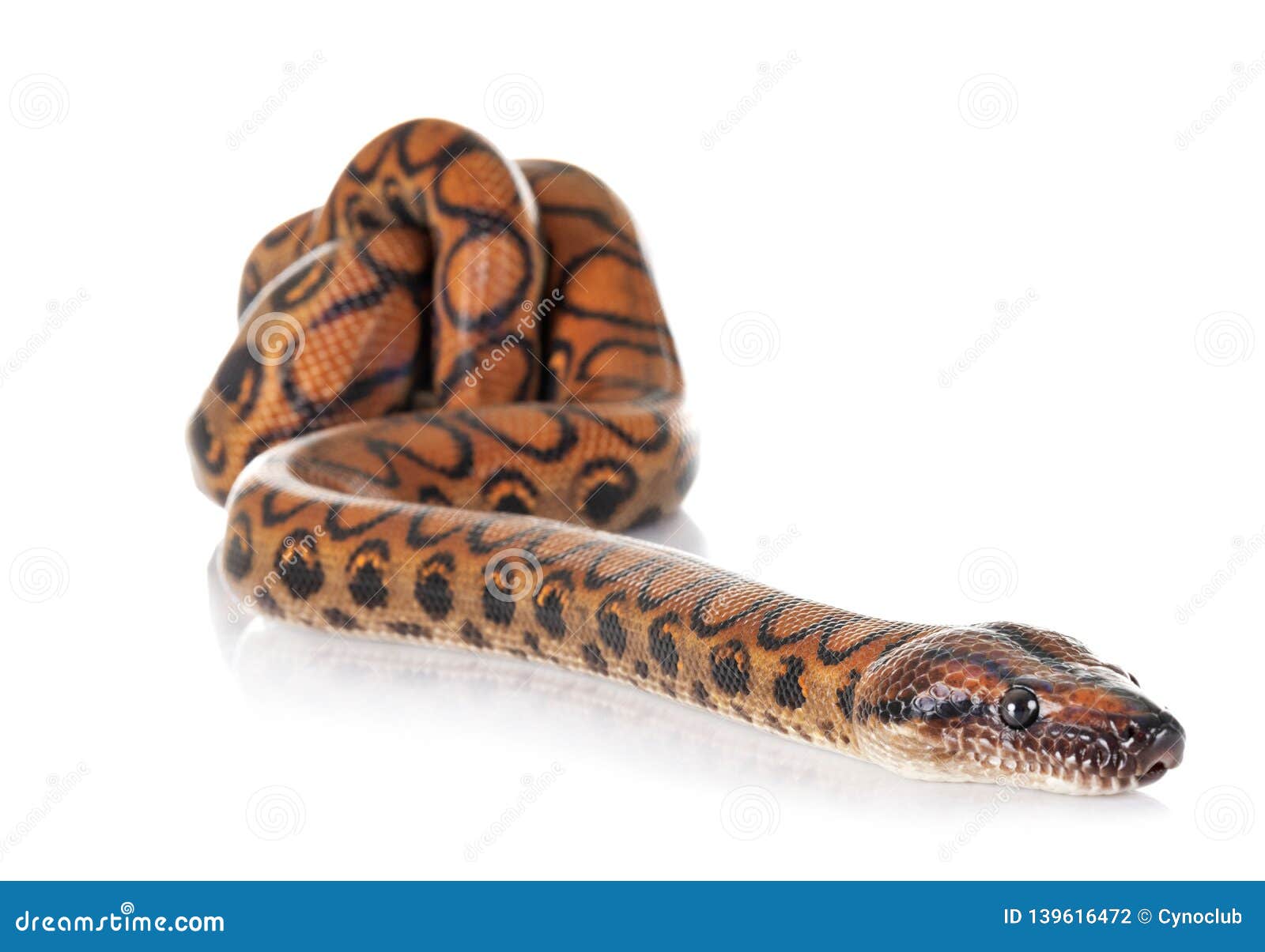 Rainbow boa in studio stock photo. Image of background 139616472