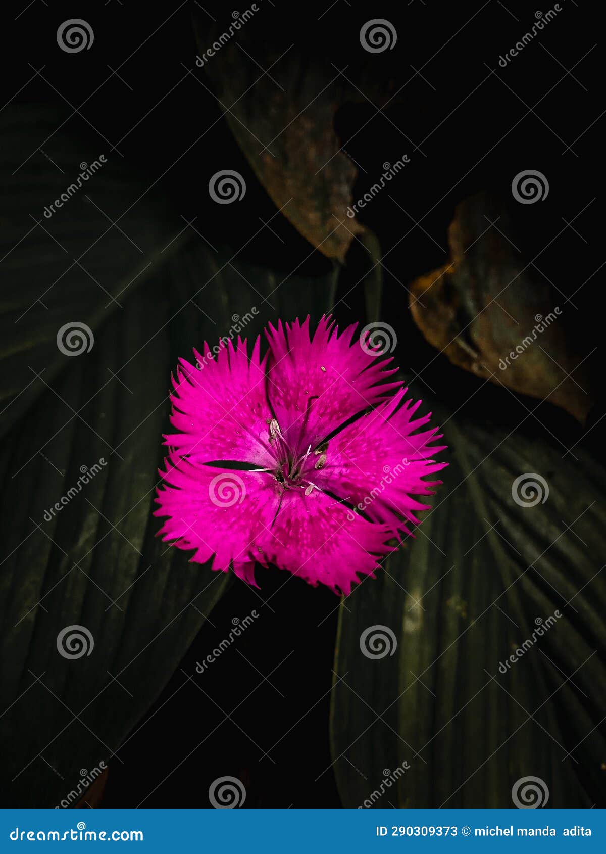 The Rainbow Carnation or Chinese Carnation . Stock Image Image of