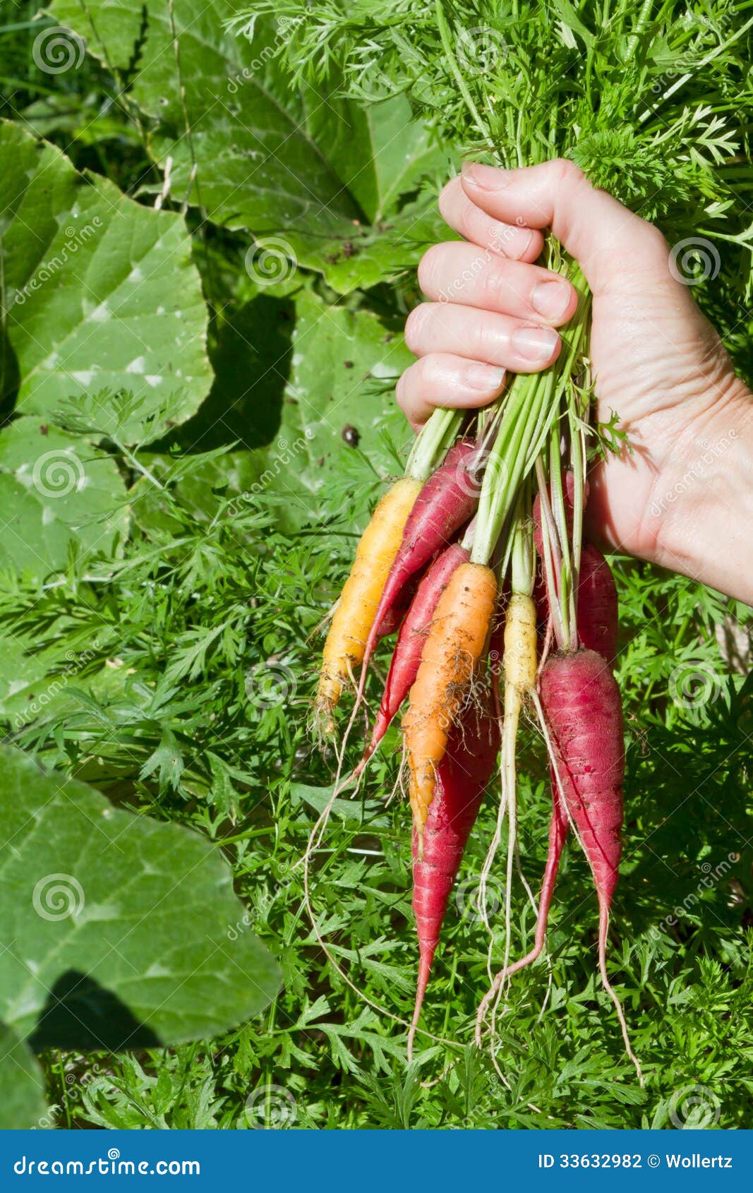 Rainbow carrots stock photo. Image of harvest, healthy 33632982