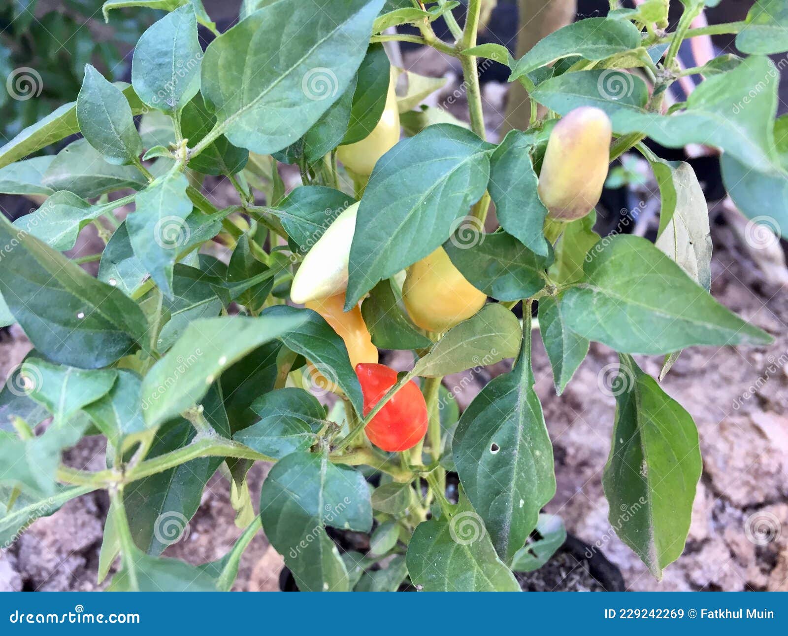 Rainbow chili plant stock image. Image of evergreen 229242269