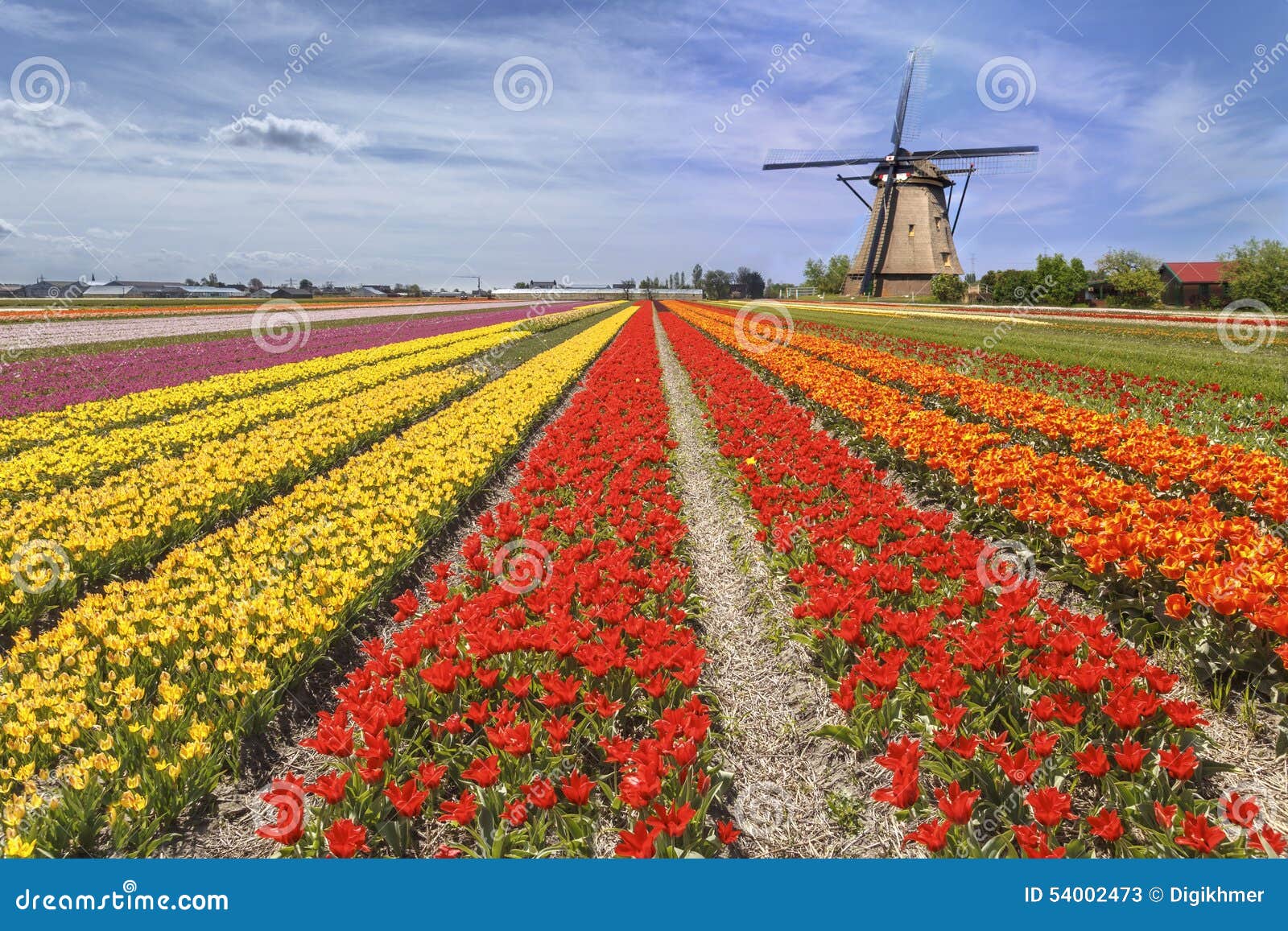 rainbow color tulip farm