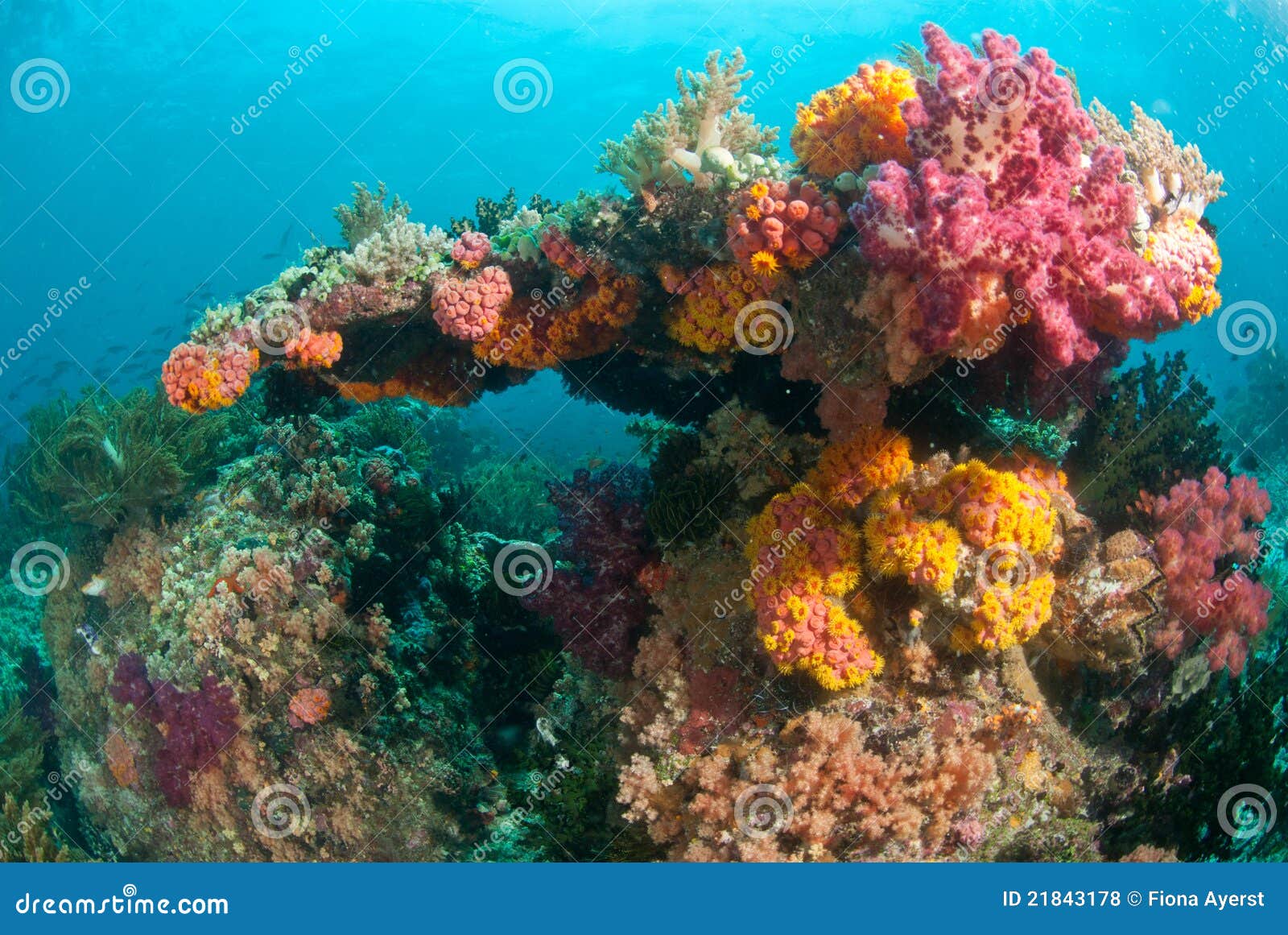 Rainbow coral stock photo. Image of fish, indonesia, shots - 21843178