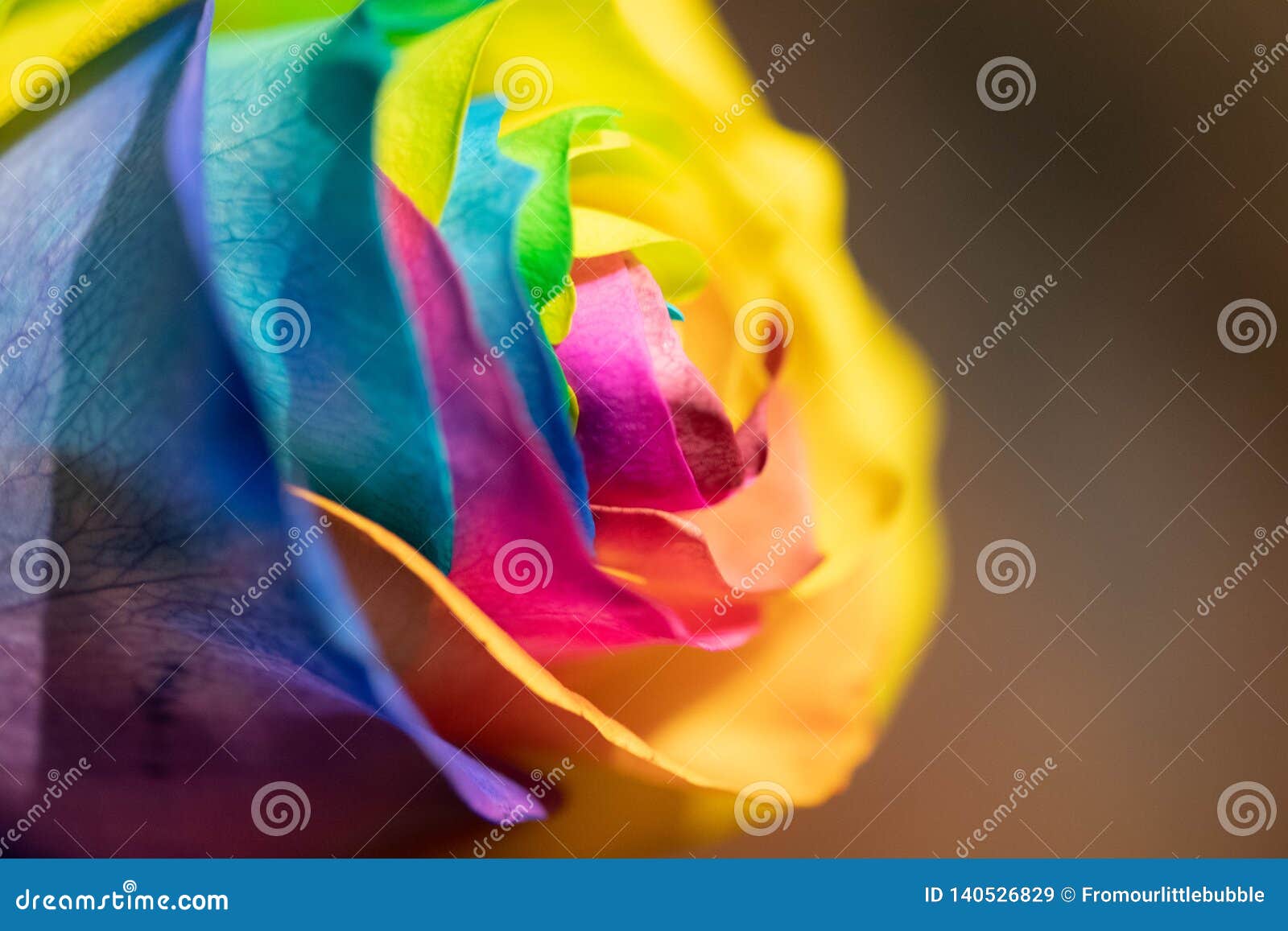 Rainbow dyed rose stock image. Image of rose, marry 140526829