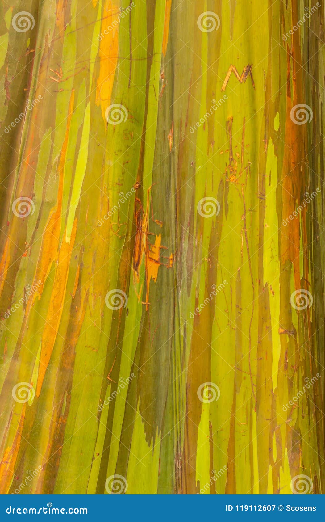 Rainbow Eucalyptus Tree Bark Stock Image Image Of Tree Nature 119112607