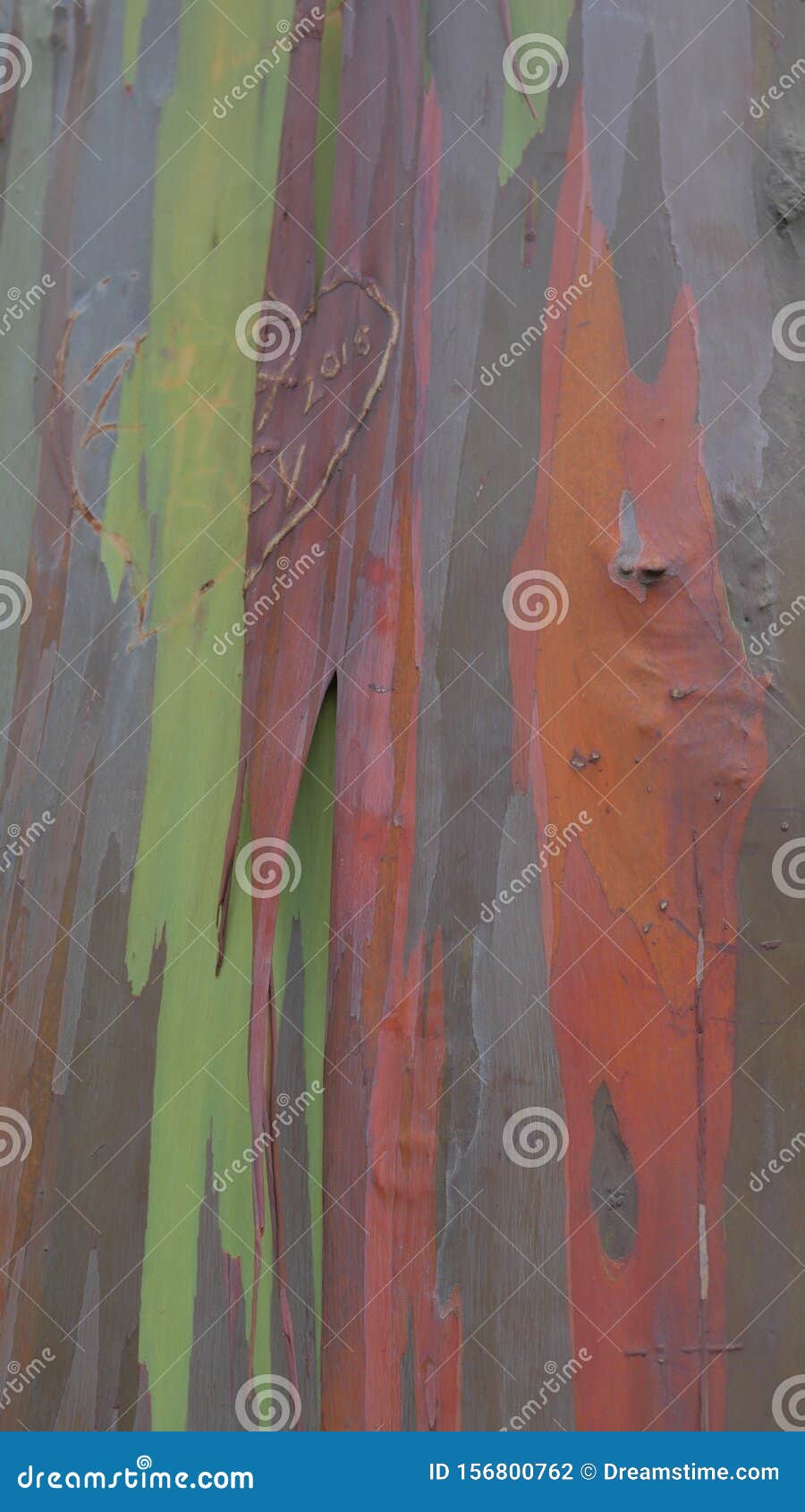 Rainbow Eucalyptus Tree in Kauai Hawaii Stock Photo Image of tree
