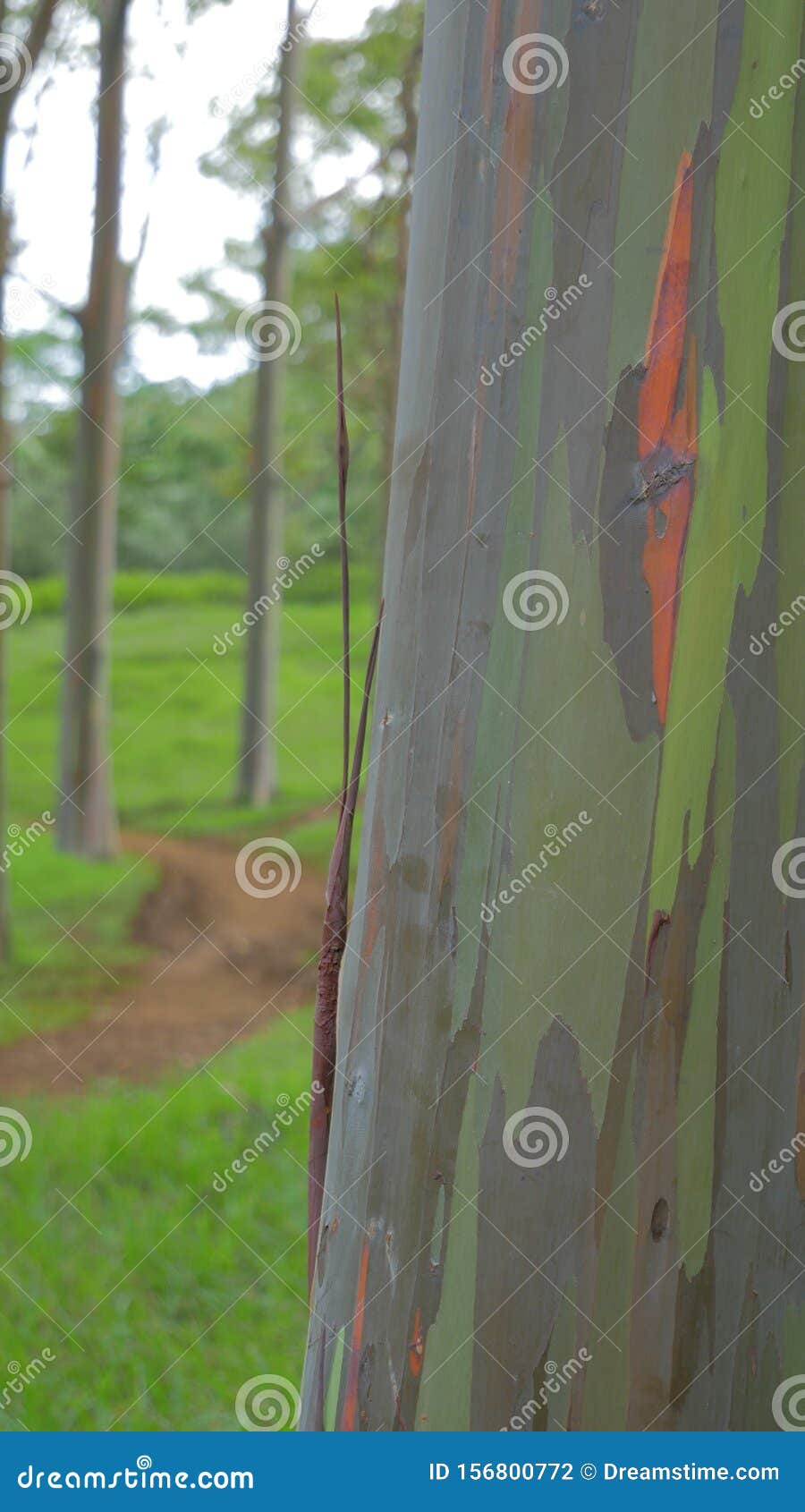 Rainbow Eucalyptus Tree in Kauai Hawaii Stock Photo Image of nature